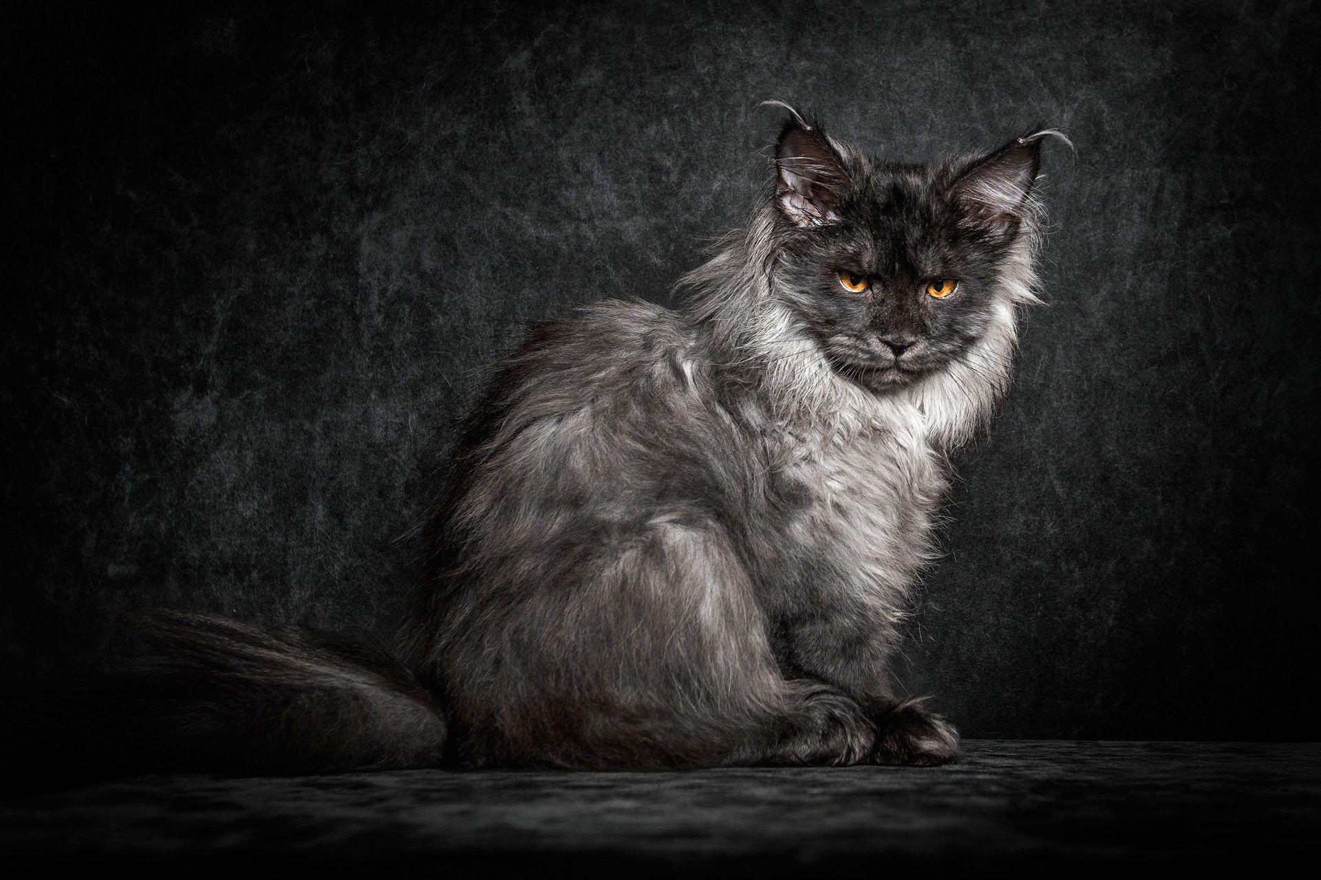 1920x1280 Wallpaper Maine coon, Cat, Black, Kitten HD, Picture, Image