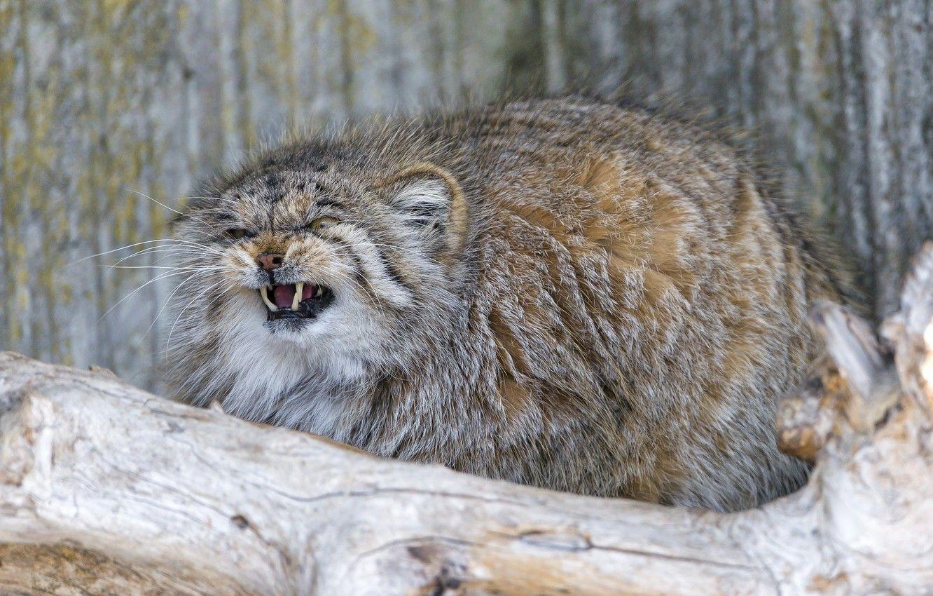 1332x850 Wallpaper cat, fluffy, fangs, evil, manul, ©Tambako The Jaguar image for desktop, section кошки