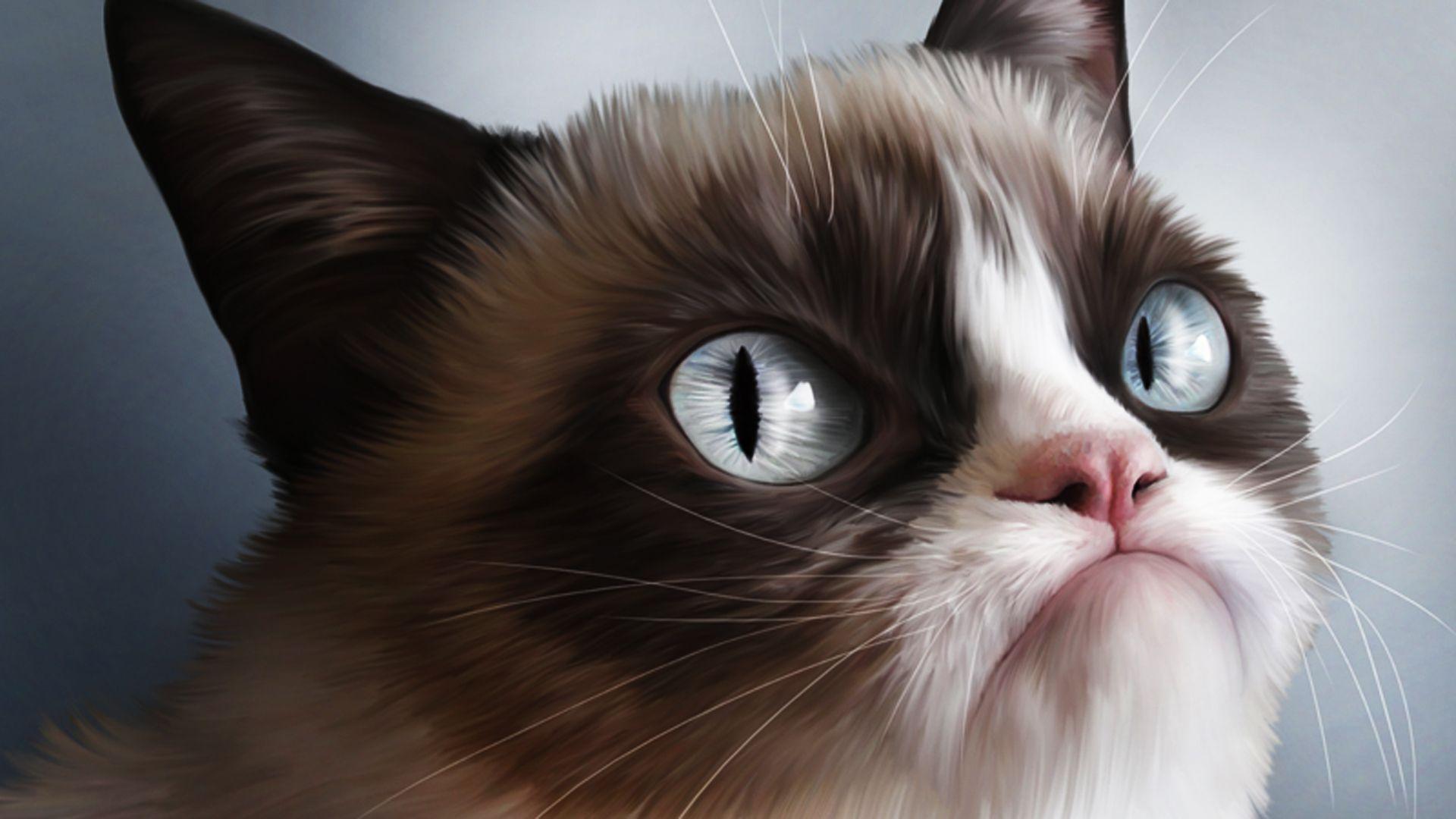 1920x1080 Cats. Photo. Picture and Desktop Cats
