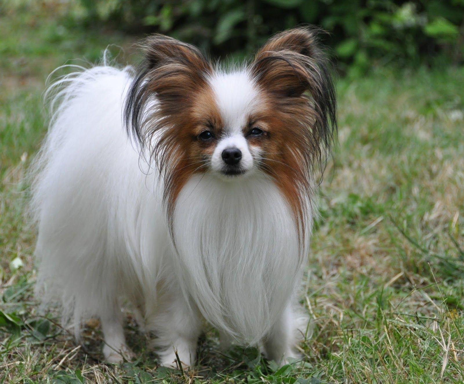 1600x1324 Papillon Dog Breed, Information, Temperament, Characteristics