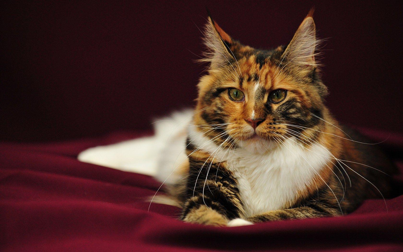1680x1050 Tricolor Maine Coon photo and wallpaper. Beautiful Tricolor Maine