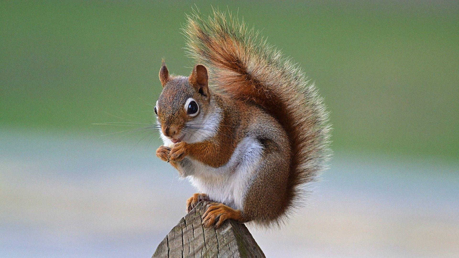 1920x1080 Squirrel 4K HD Wallpaper