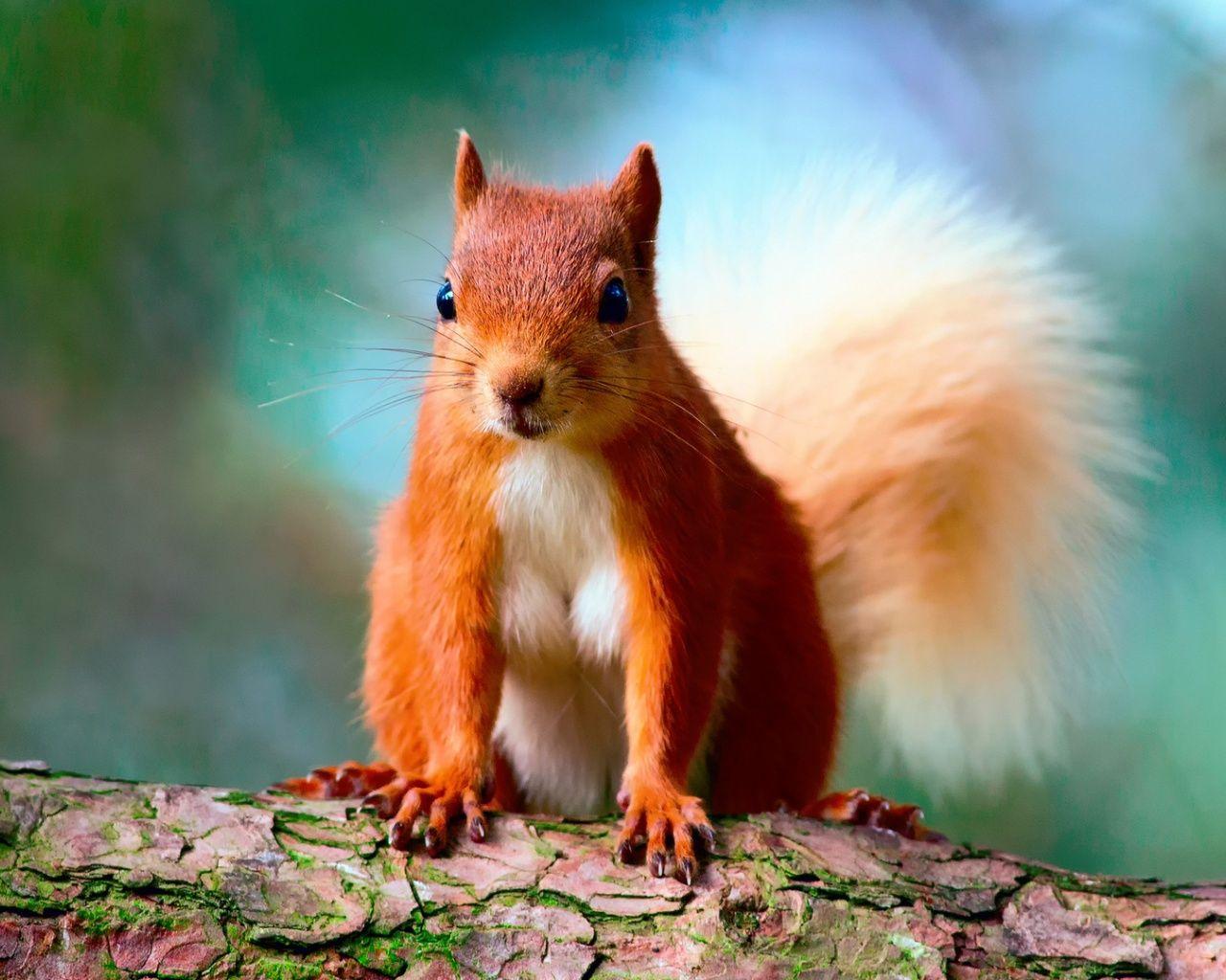 Squirrel Desktop Wallpapers - Top Free Squirrel Desktop Backgrounds