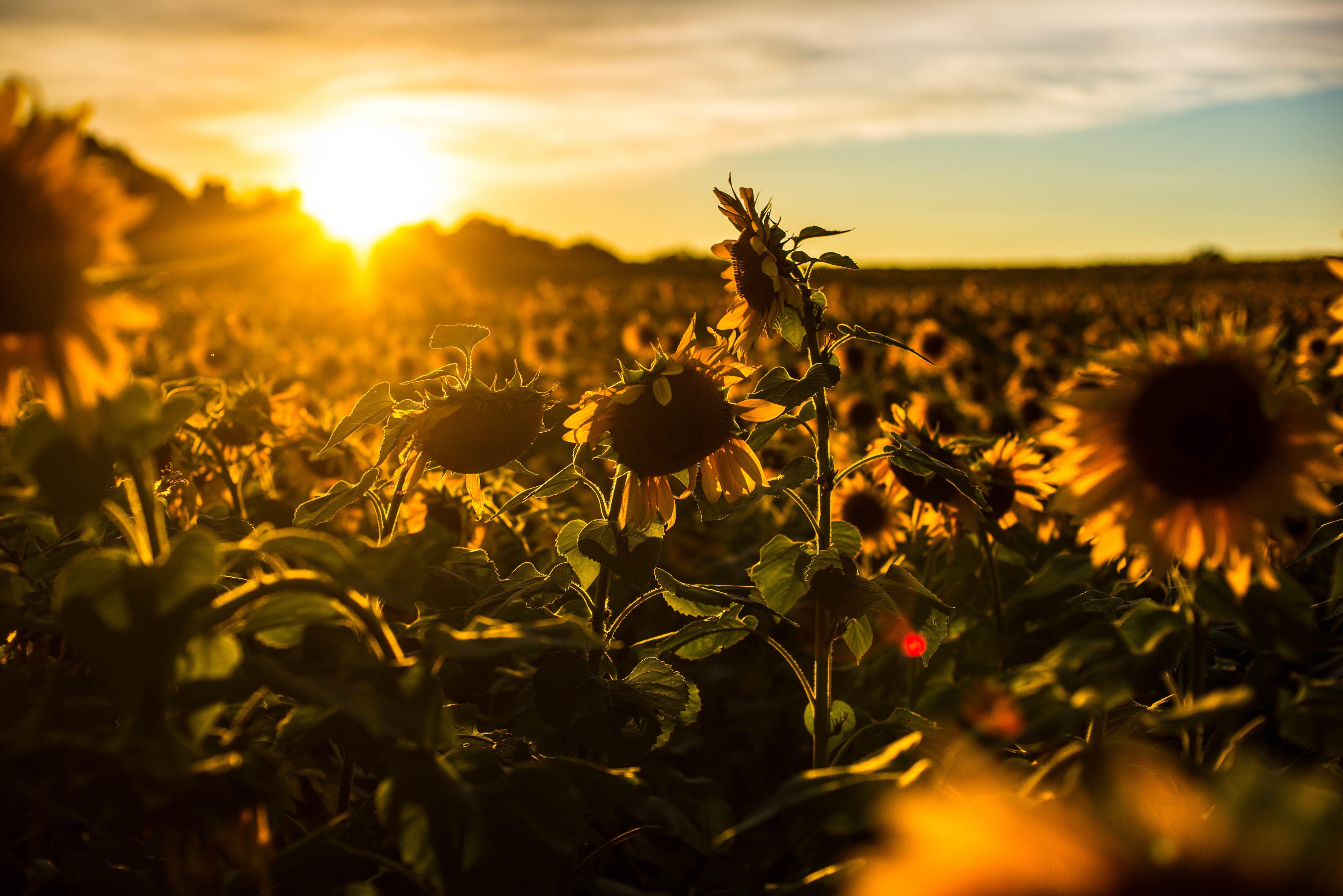 6016x4016 Vintage Sunflower Sunset Wallpaper