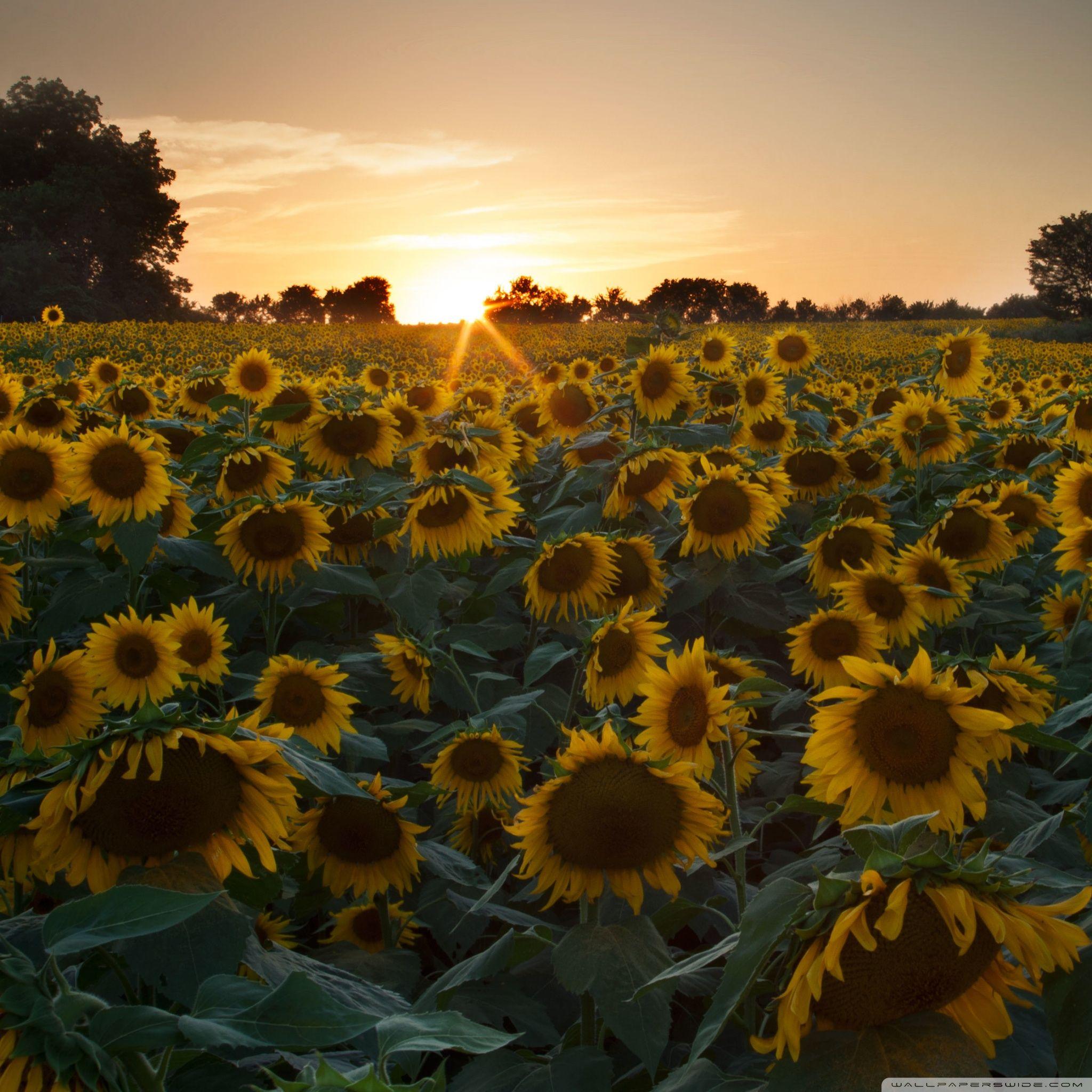 2048x2048 Vintage Sunflower Sunset Wallpaper