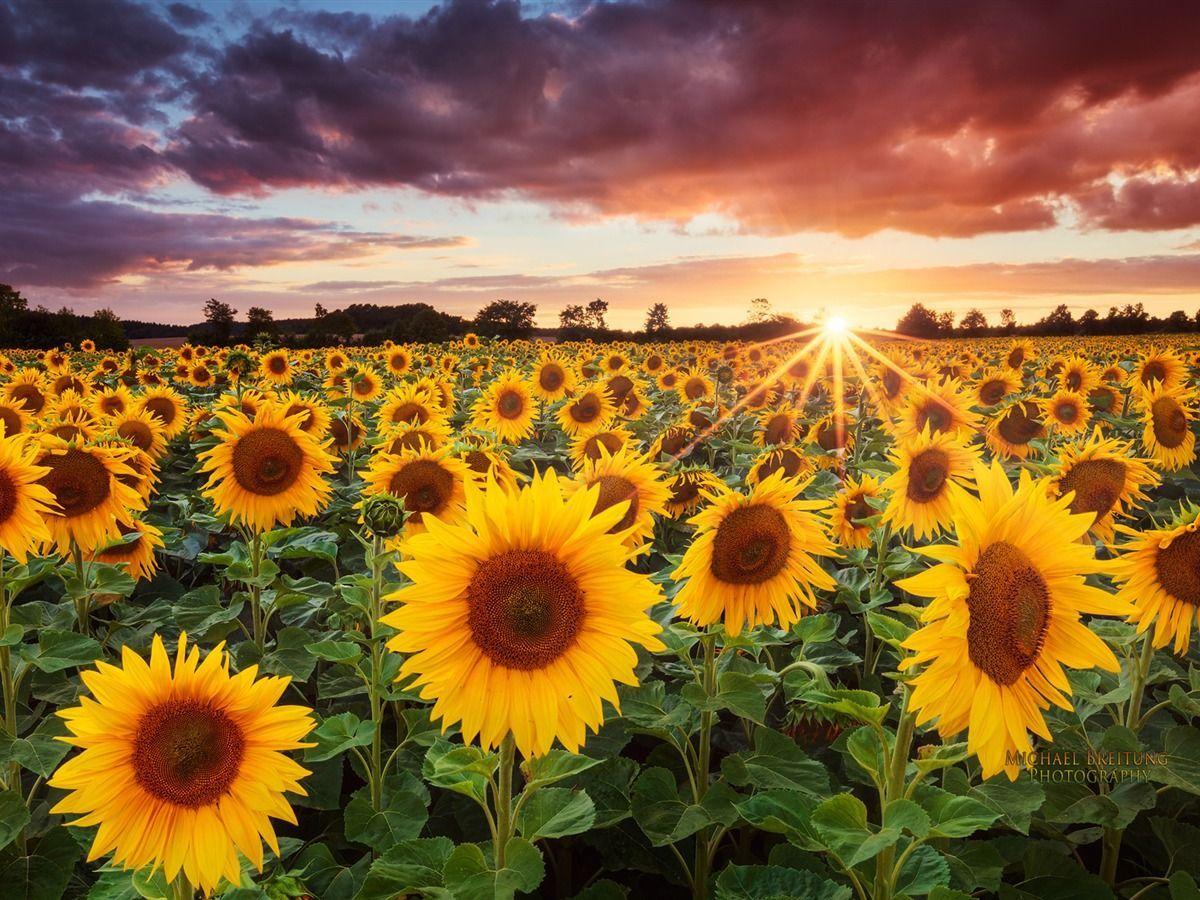 1200x900 Sunflower Desktop Wallpaper Free