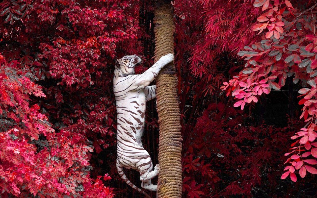 1280x800 White Tiger Wallpaper For Desktop, Laptop, PC & Mobile