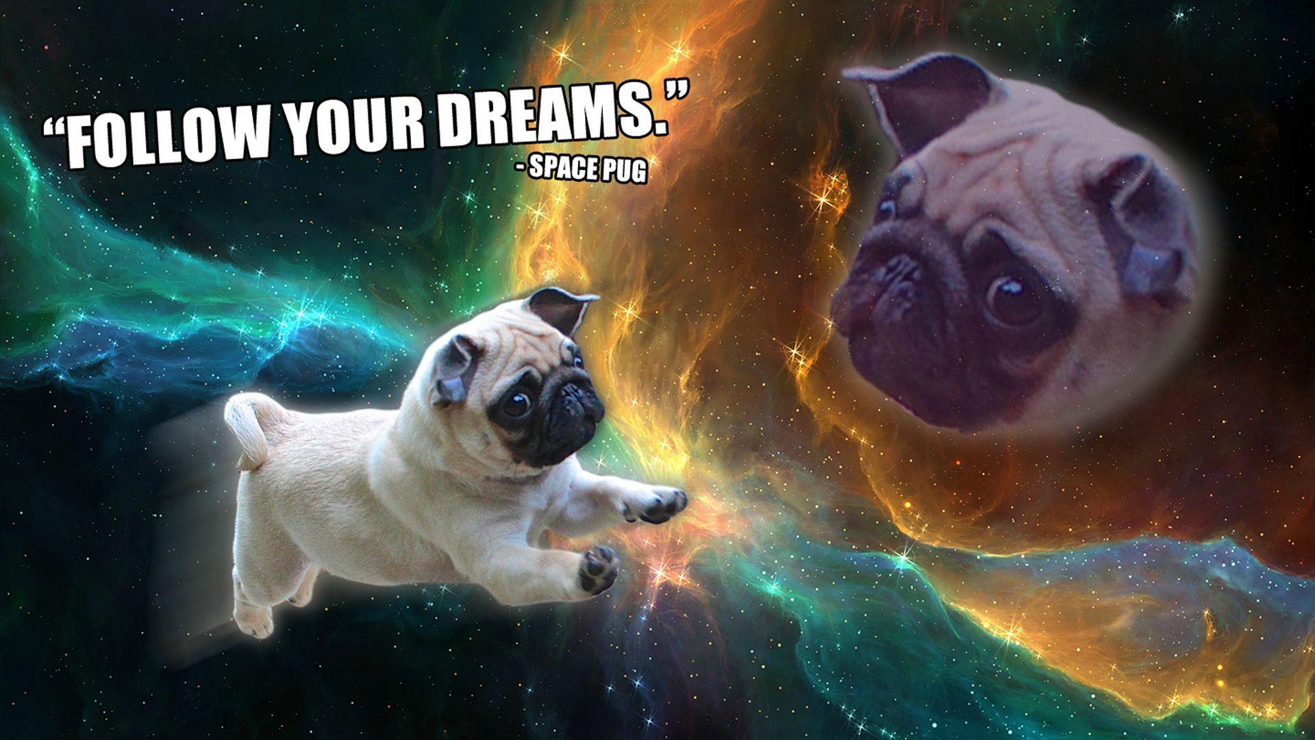 Download Pug wallpapers for mobile phone free Pug HD pictures