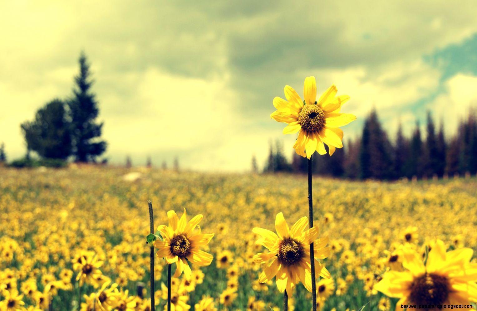 1528x997 Sunflower Desktop Wallpaper Free