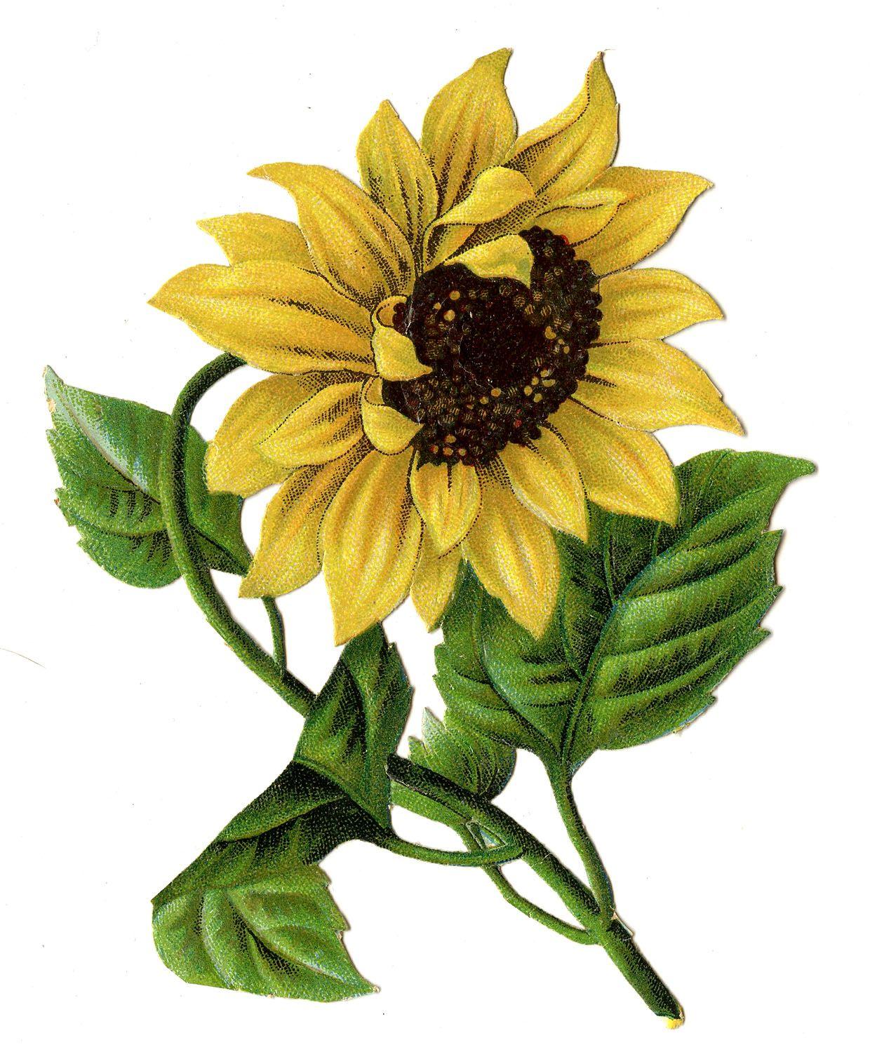 1240x1500 Sunflower Wallpaper Deskfor Pc & Mac, Laptop, Tablet, Sunflowers Wallpaper & Background Download