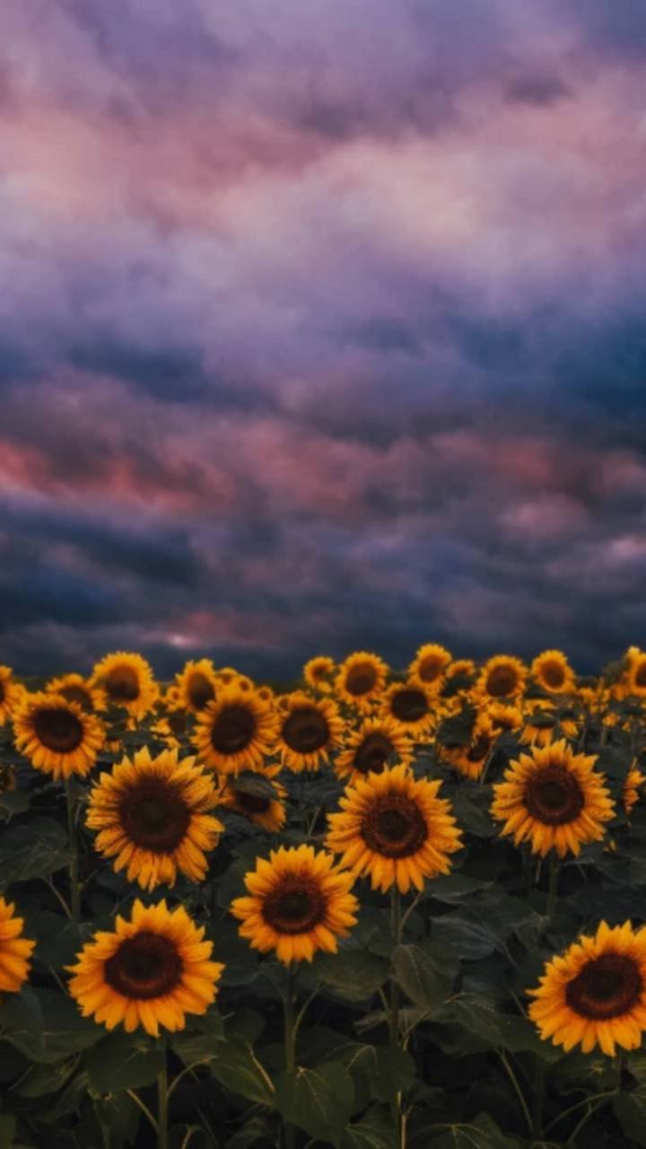 720x1280 Sunflowers wallpaper