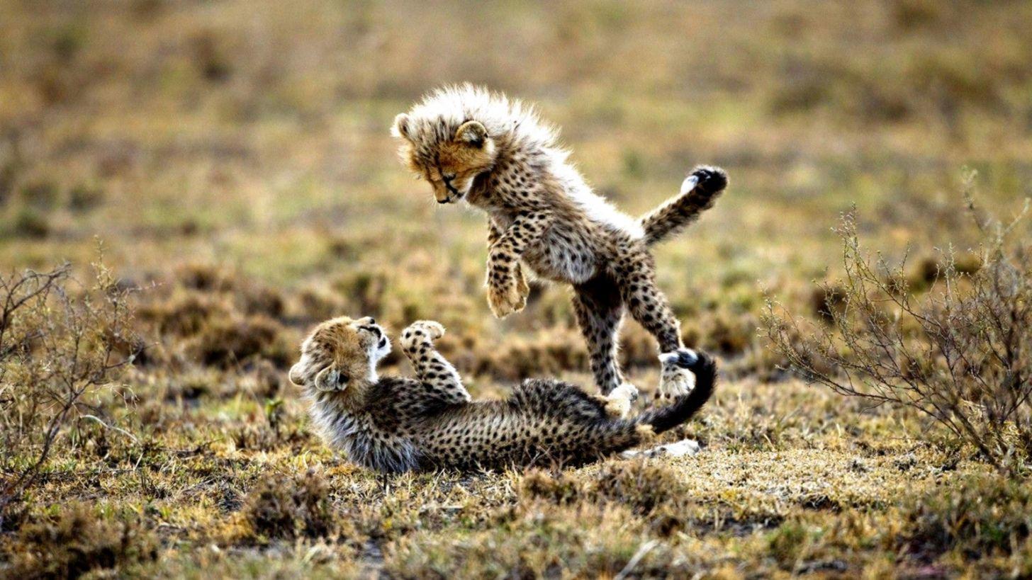 1456x819 Baby Cheetah Wallpaper 001 Squee
