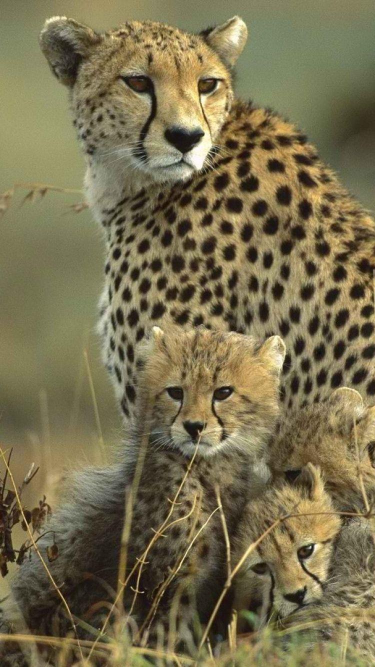 750x1334 wallpaper: Family, Cheetah, Cubs, Grass, Field, animals, baby