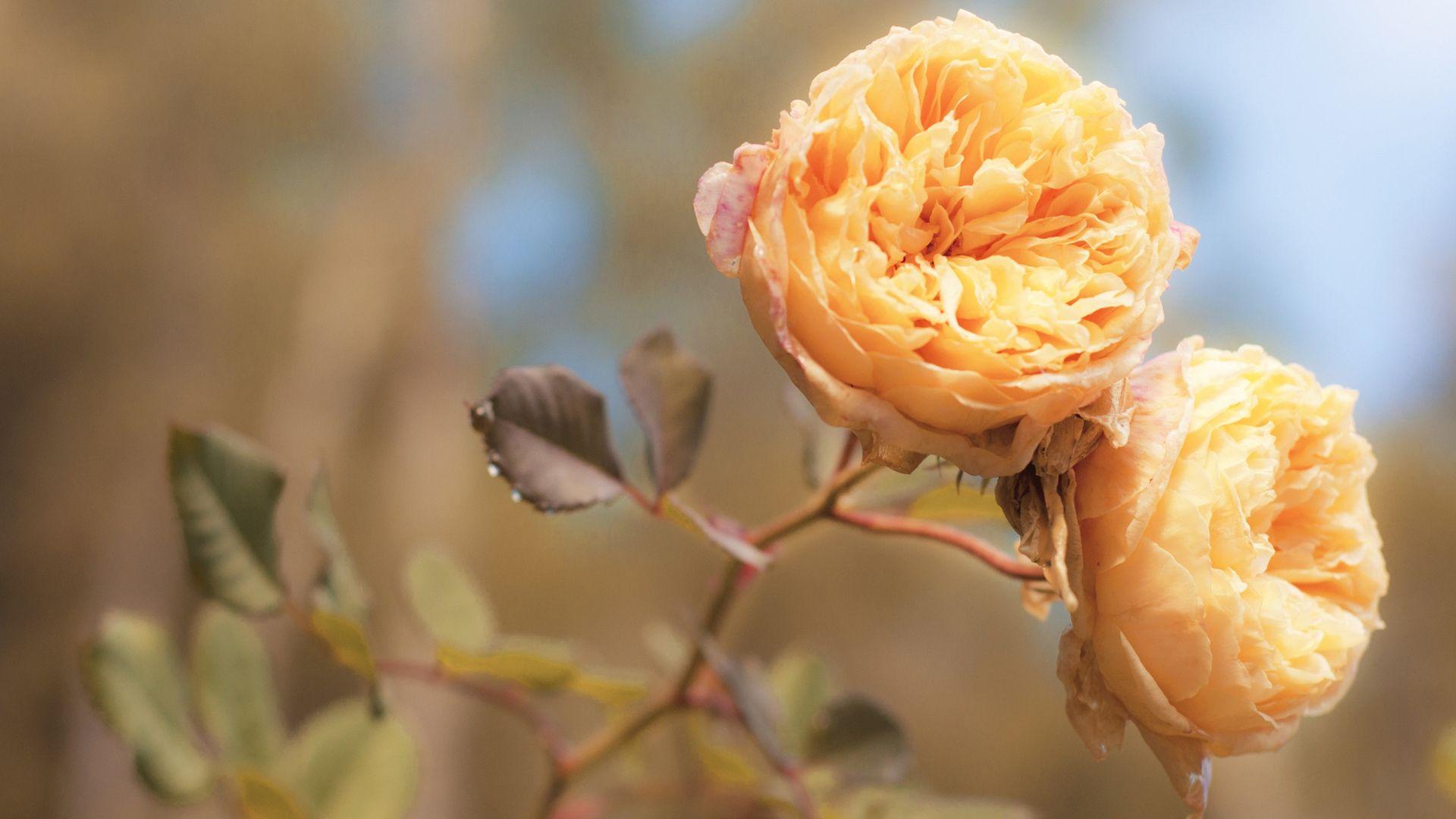 1920x1080 peach HD wallpaper, background