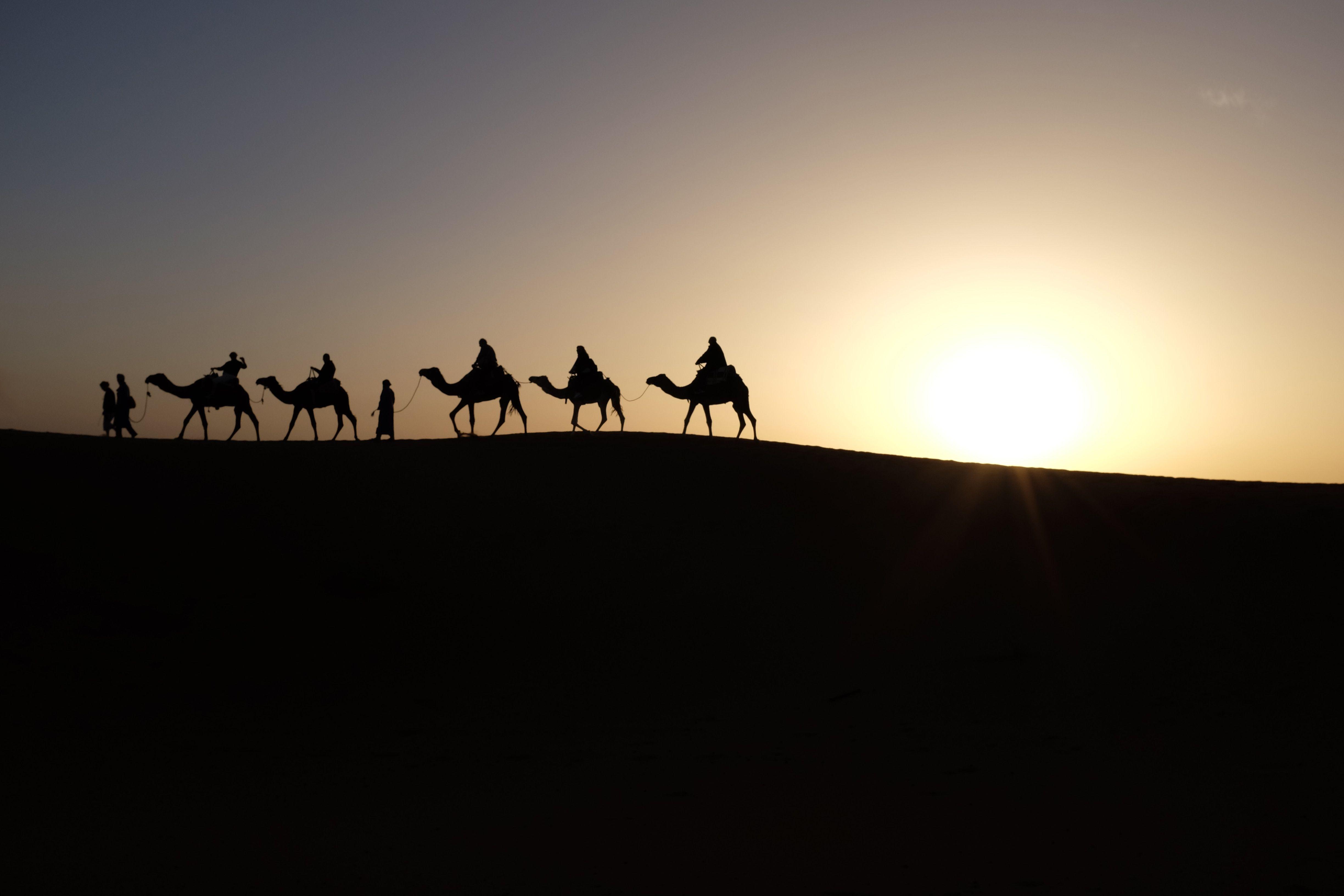 4896x3264 camel HD wallpaper,