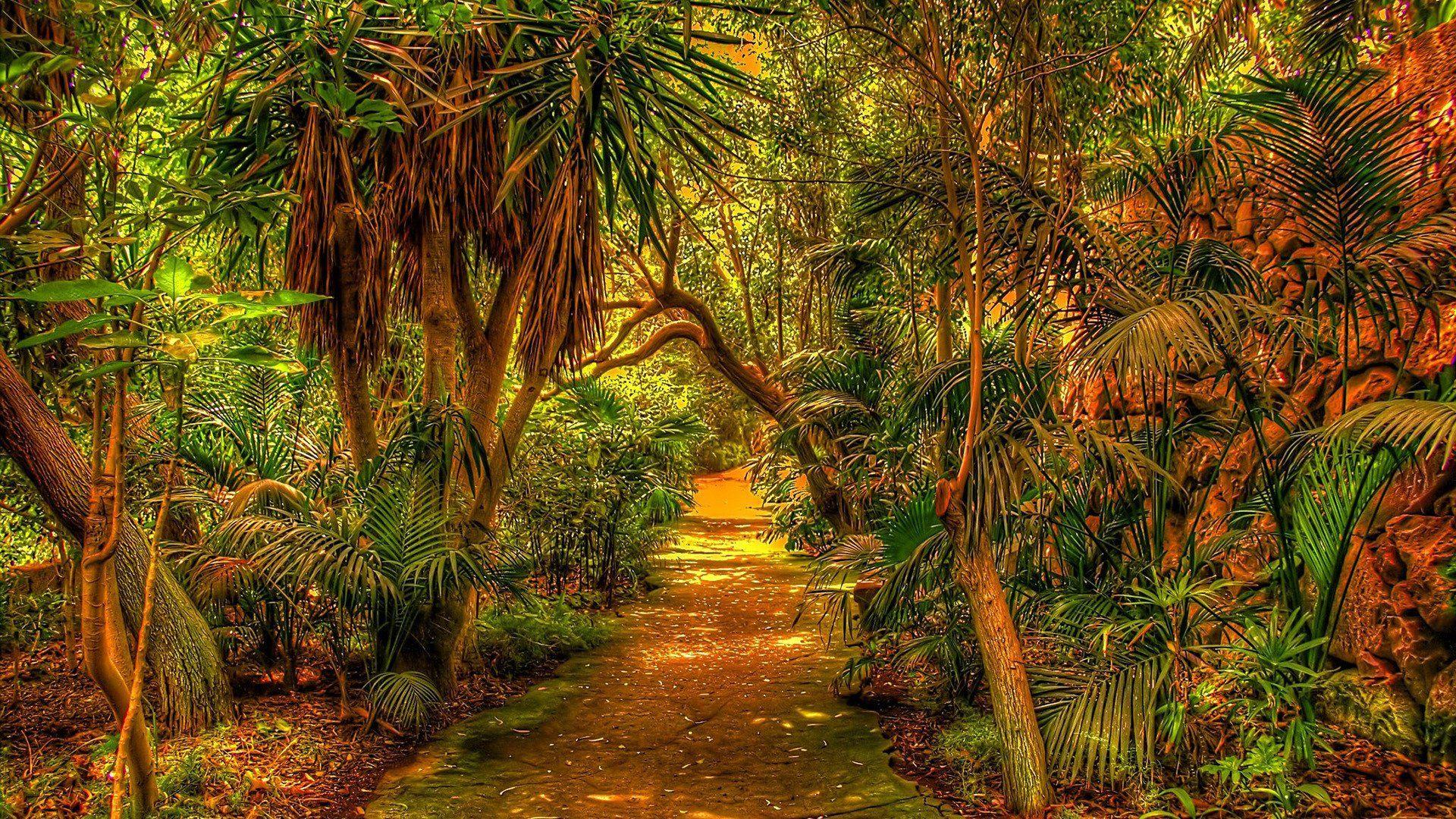 Cool Jungle Wallpapers - Top Free Cool Jungle Backgrounds - WallpaperAccess