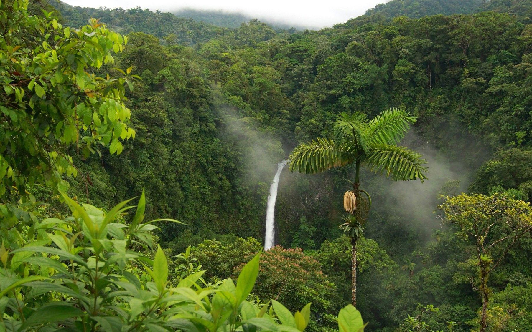 1805x1128 Forest, Jungle, Cool Nature Wallpaper, Amazing Landscape, Plants, Widescreen Nature Image, Download Nature Wallpaper, Nature Wallpaper For Windows, Green, Health, 1805x1128