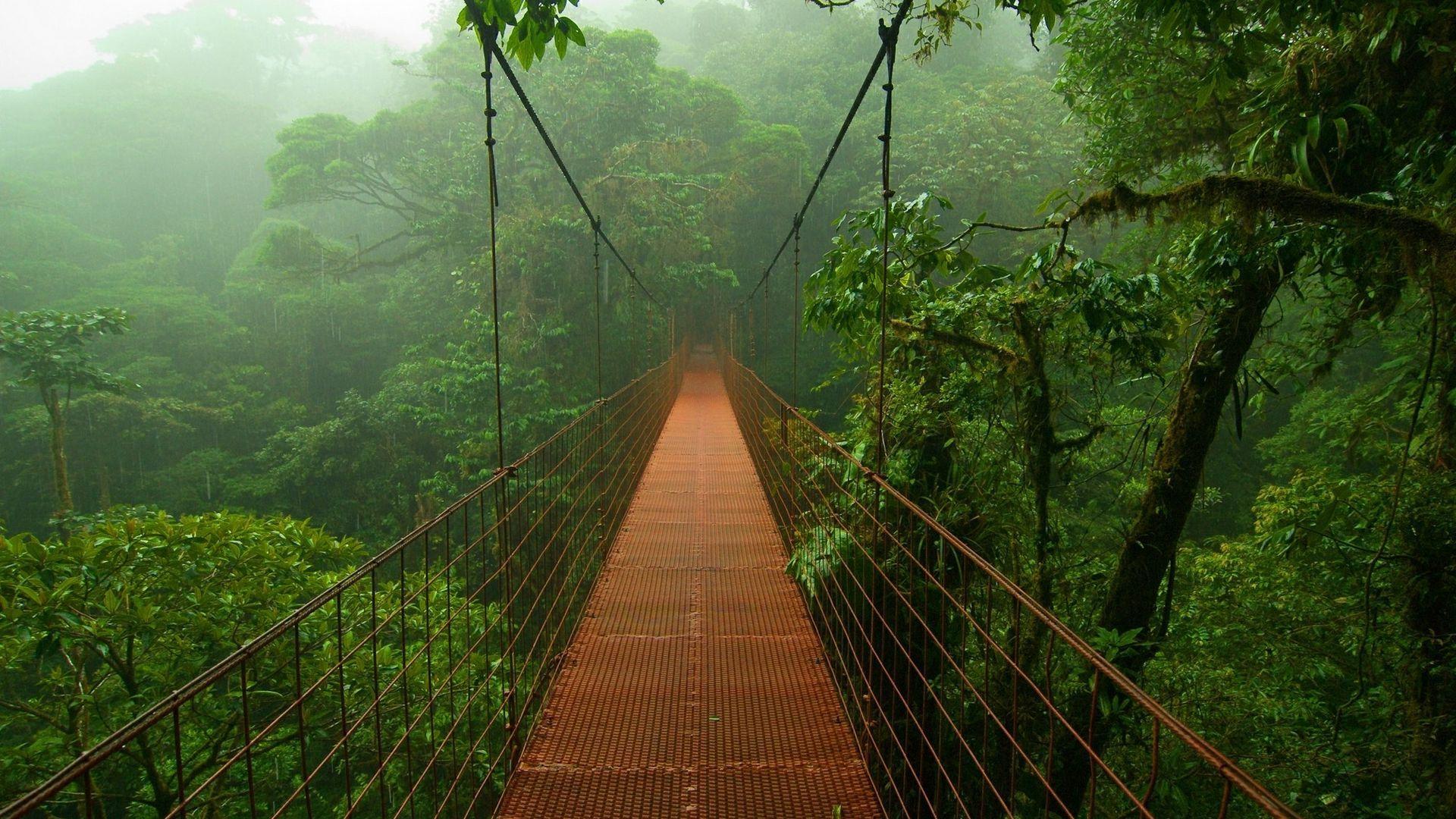 1920x1080 Jungle wallpaperx1080