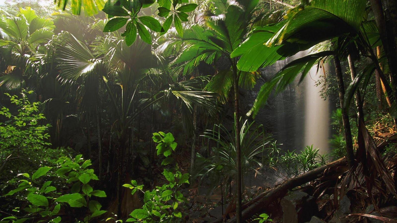 1600x900 Jungle Wallpaper