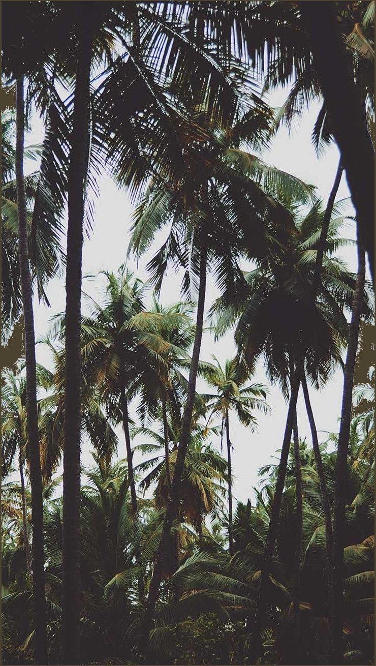 740x1310 Jungle Wallpaper Free HD Wallpaper