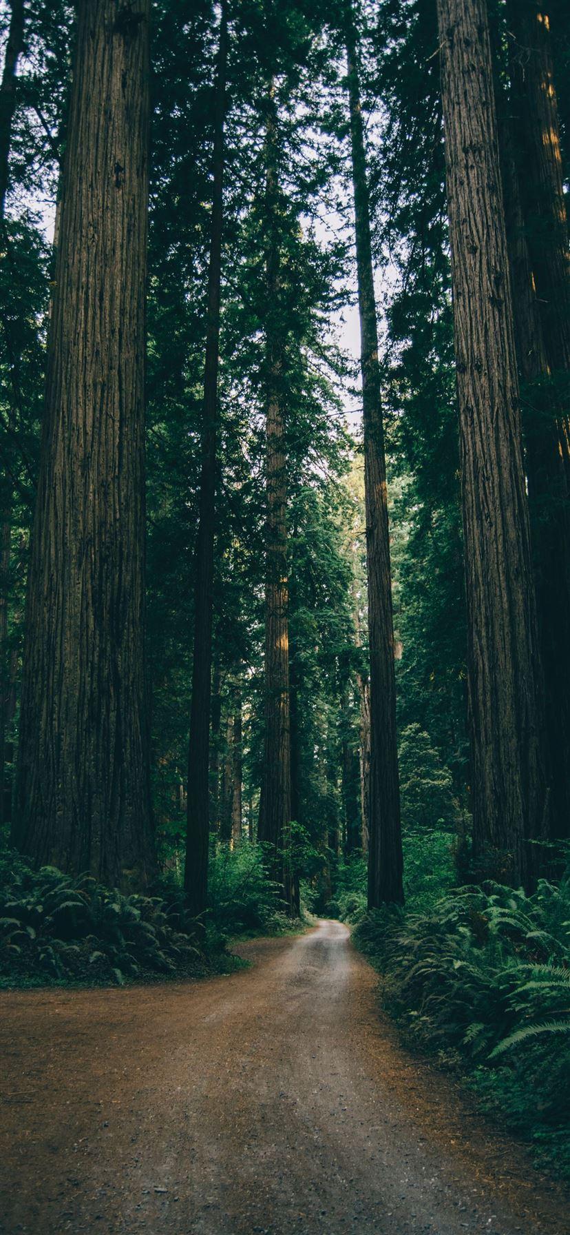 828x1792 Jungle Wallpaper Free HD Wallpaper
