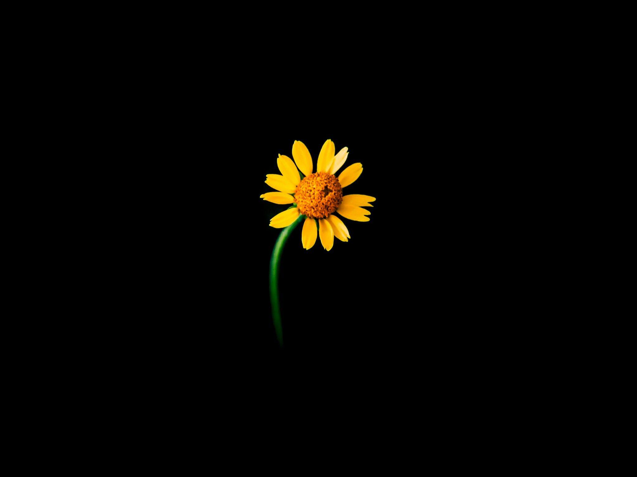 2048x1536 Sunflower 4K Wallpaper, Lonely, Black background, 5K, Flowers