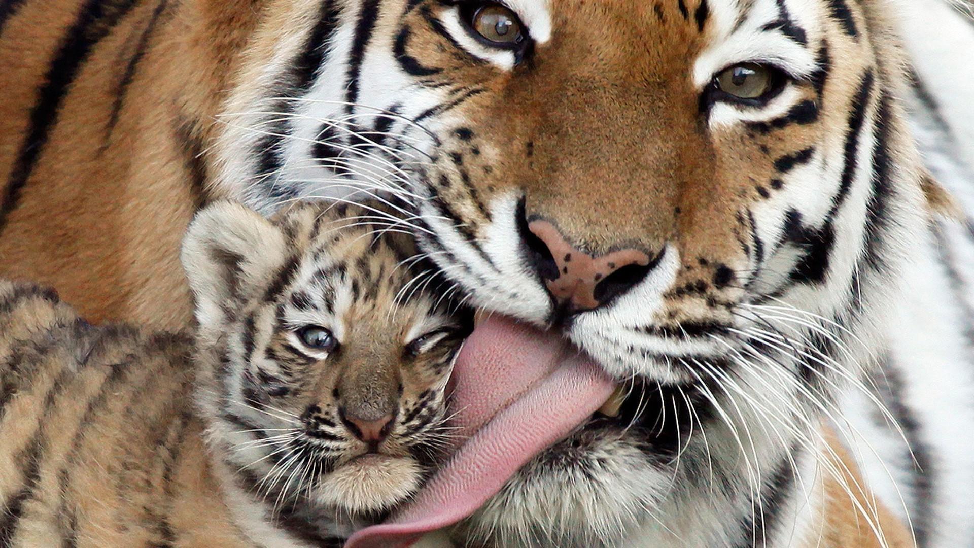 1920x1080 Baby Tiger Wallpaper