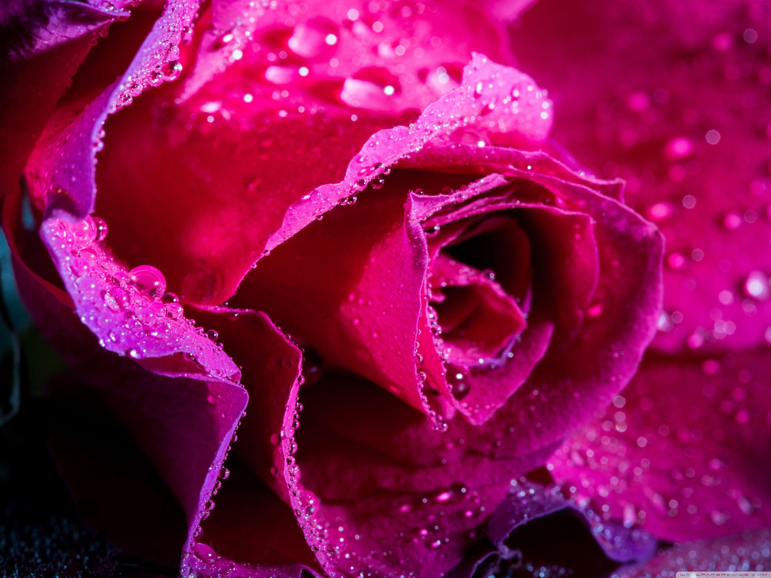 Magenta Roses Wallpapers - Top Free Magenta Roses Backgrounds -  WallpaperAccess