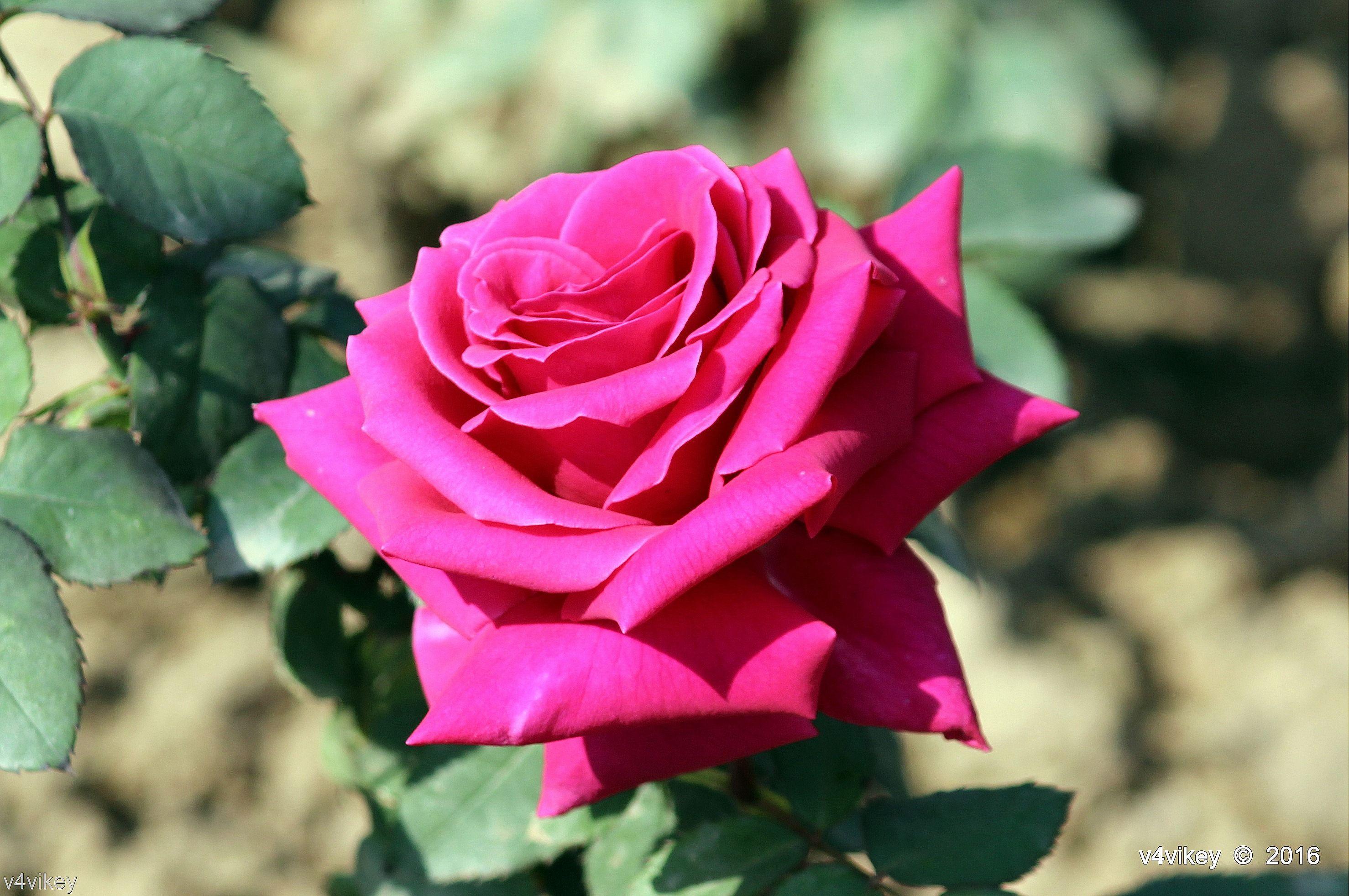 2956x1964 Magenta Color Roses Wallpaper with Quote