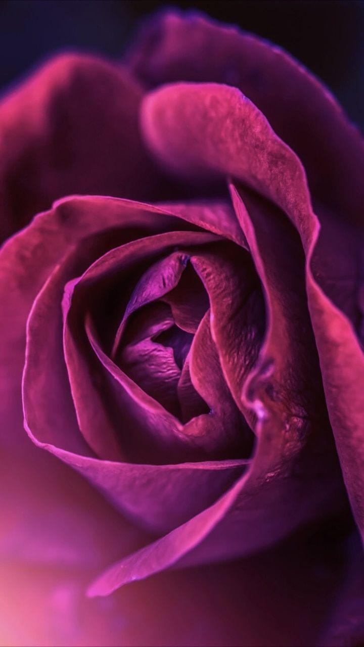 720x1280 Background, Flower, And Lock Screen Image Screen Rose