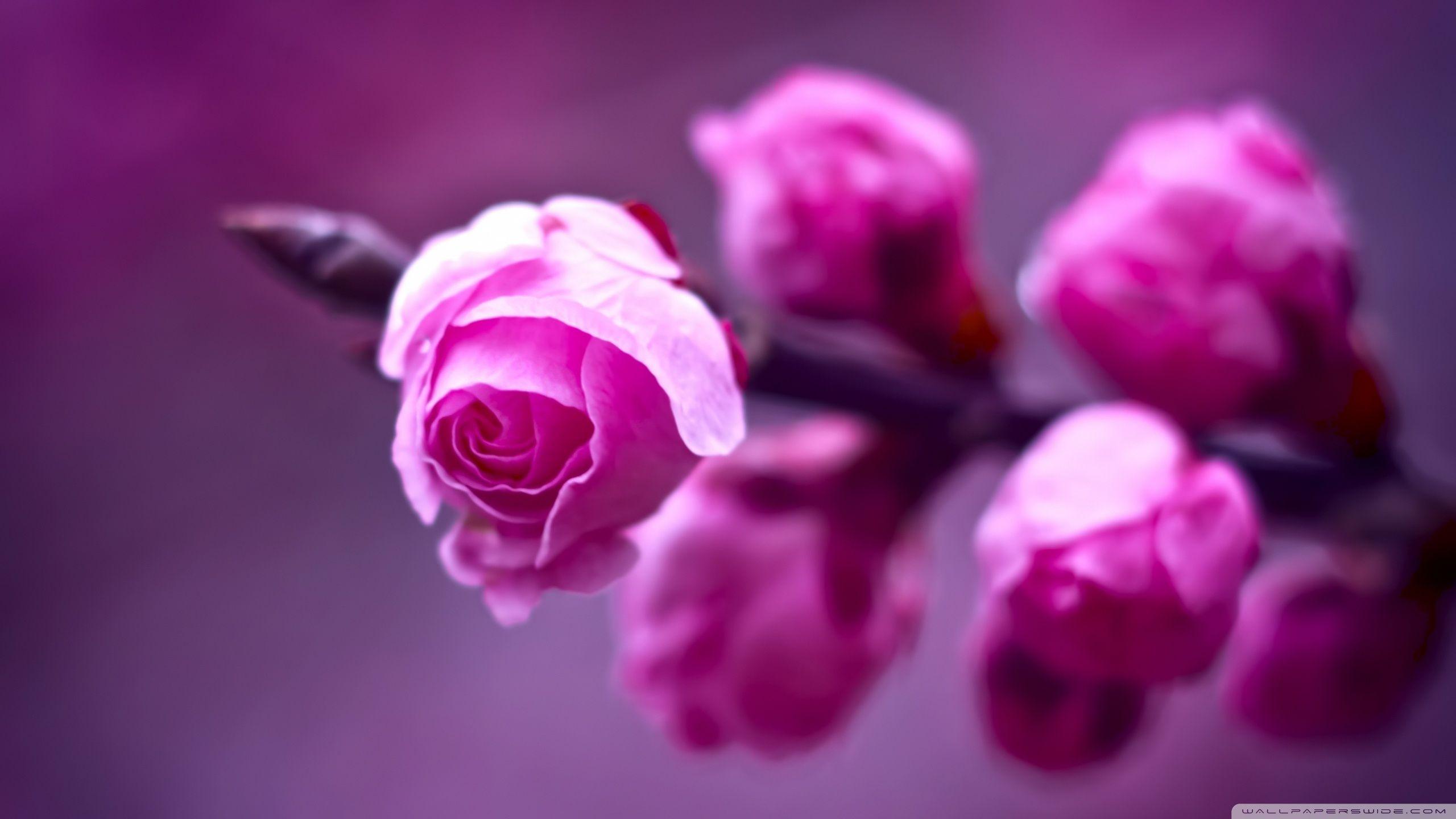 2560x1440 Roses 4K wallpaper for your desktop or mobile screen free and easy to download