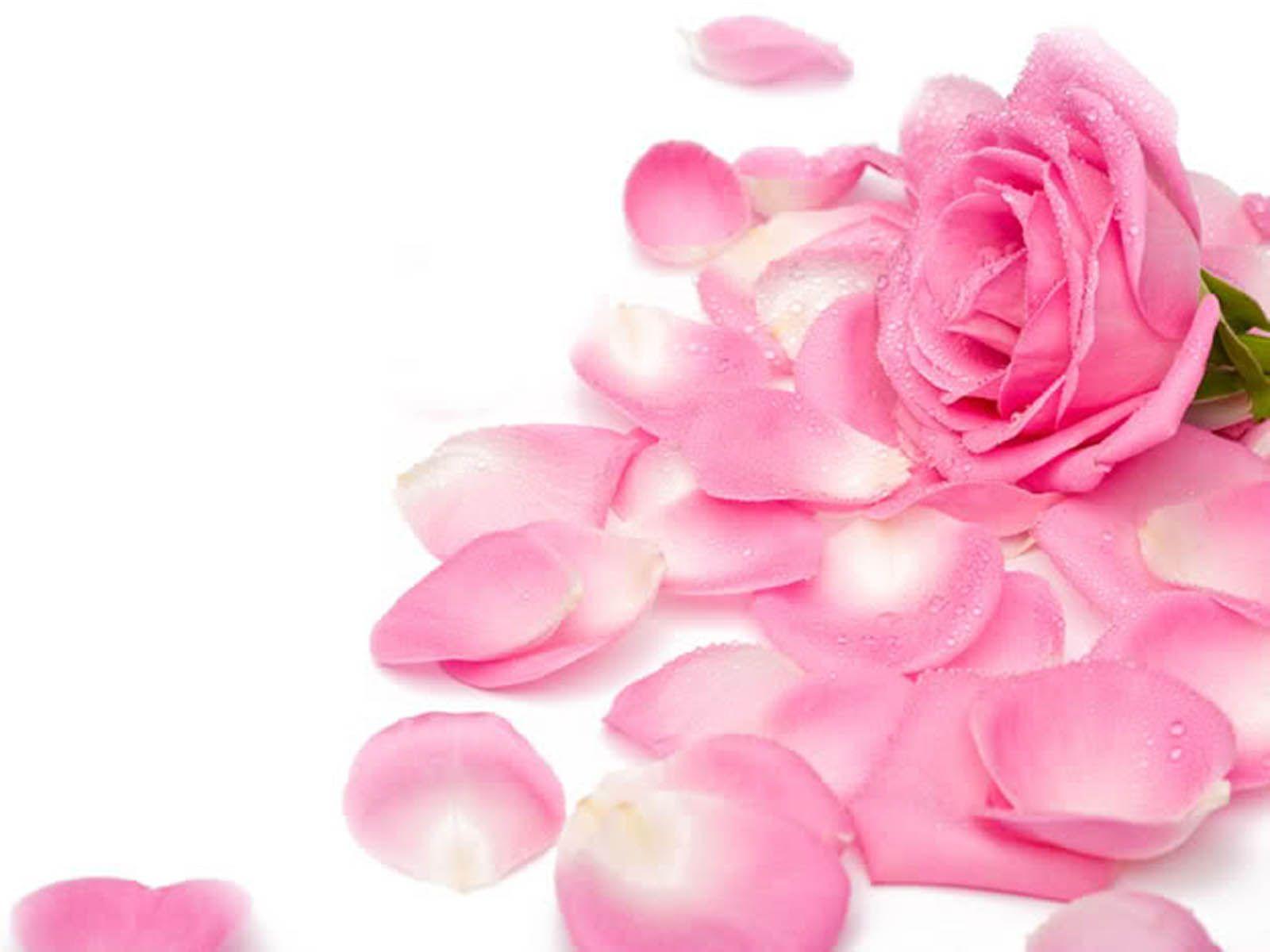 1600x1200 Pink Rose Wallpaper 5