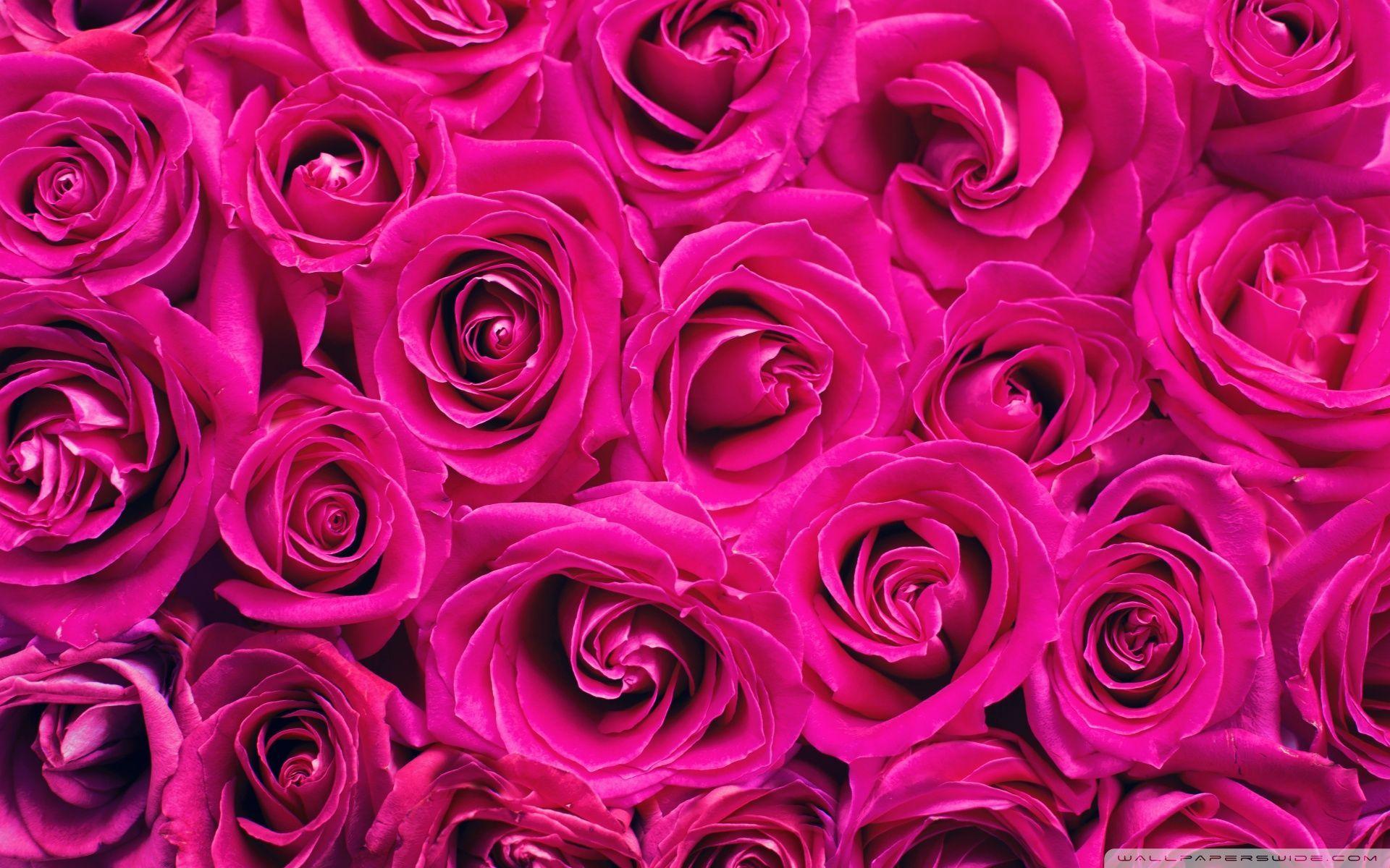 1920x1200 Magenta Background