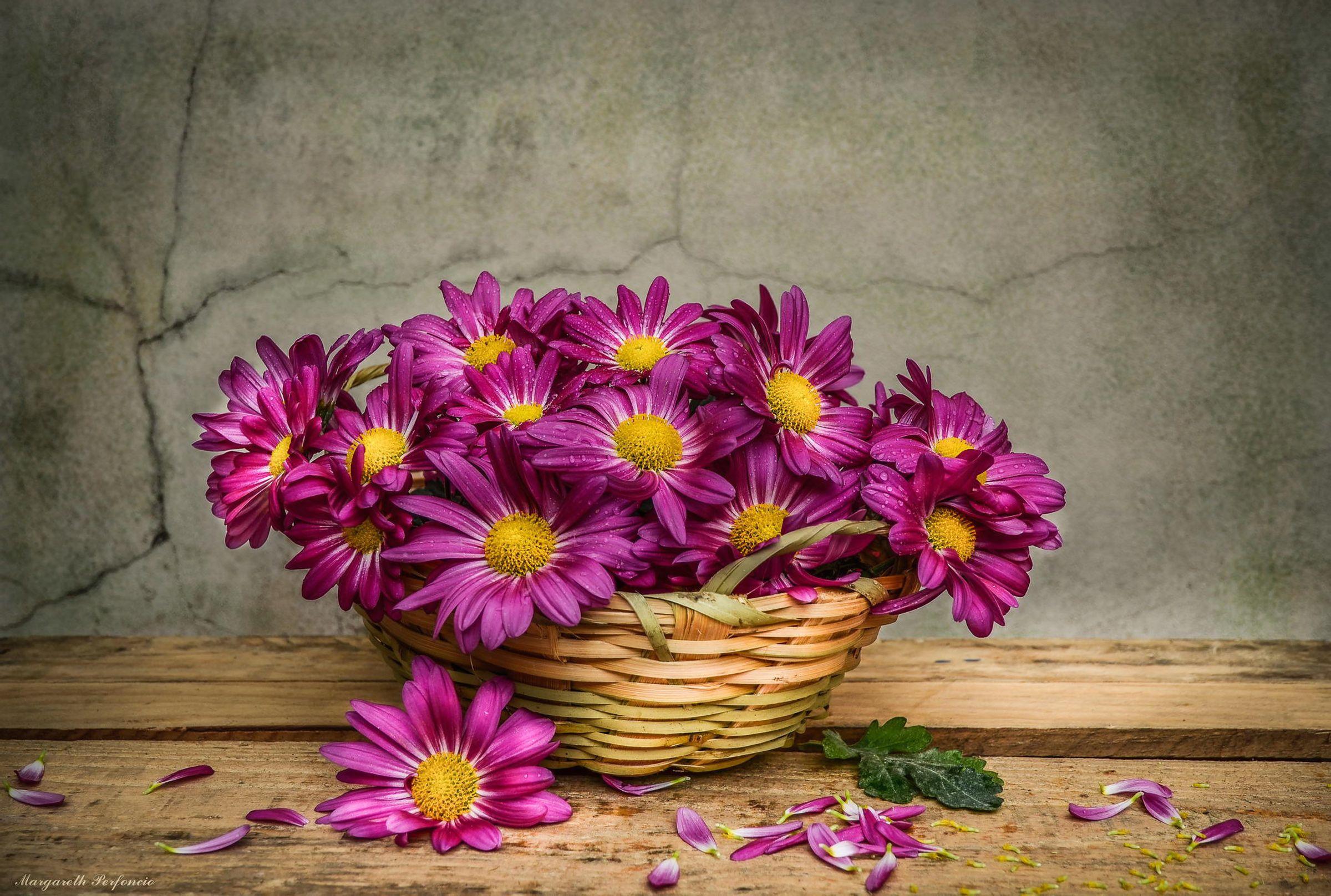 2400x1616 Background With Beautiful Magenta Flowers In Basket Quality Image And Transparent PNG Free Clipart