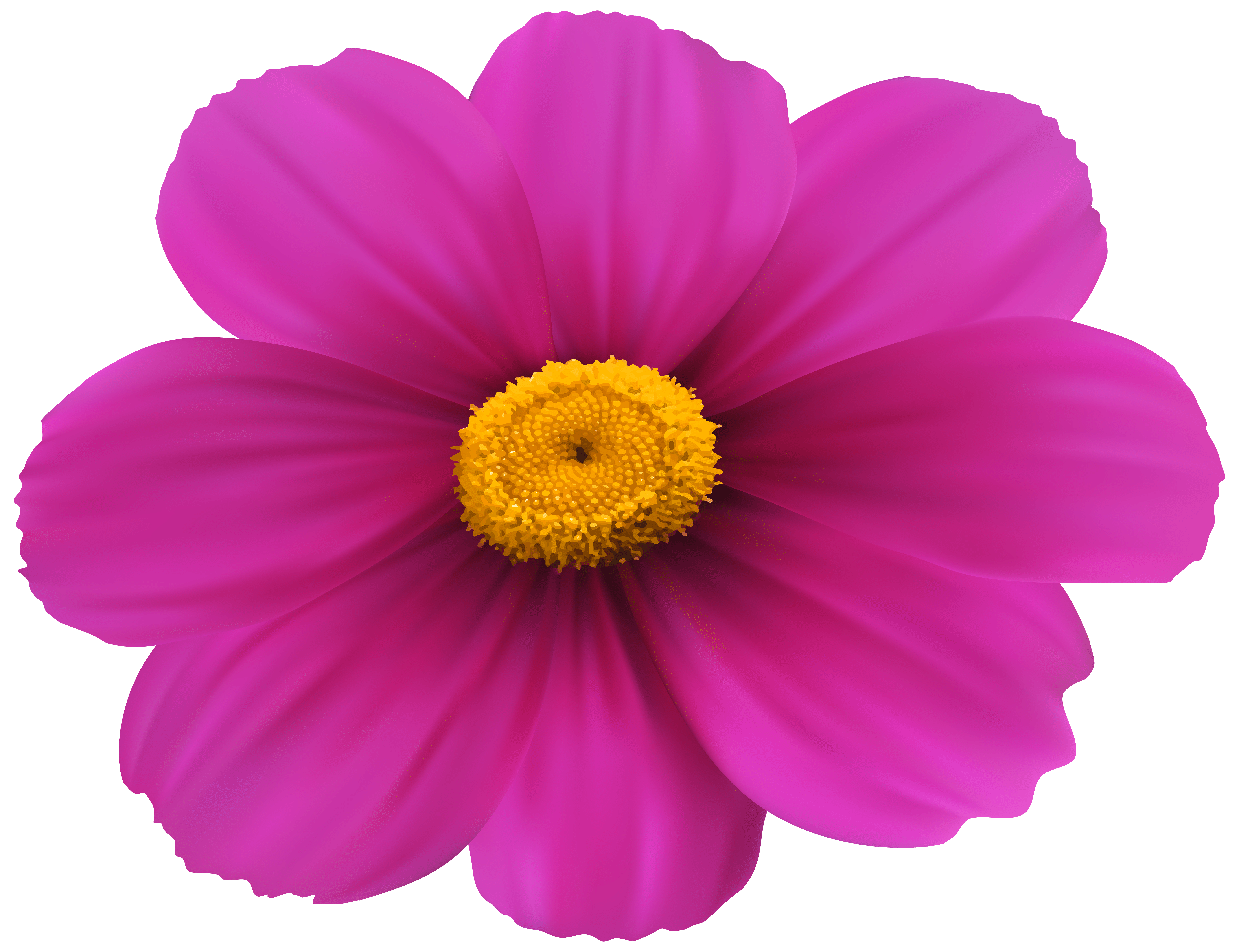 8000x6146 Magenta Flower Transparent Clip Art Image​-Quality Image and Transparent PNG Free Clipart