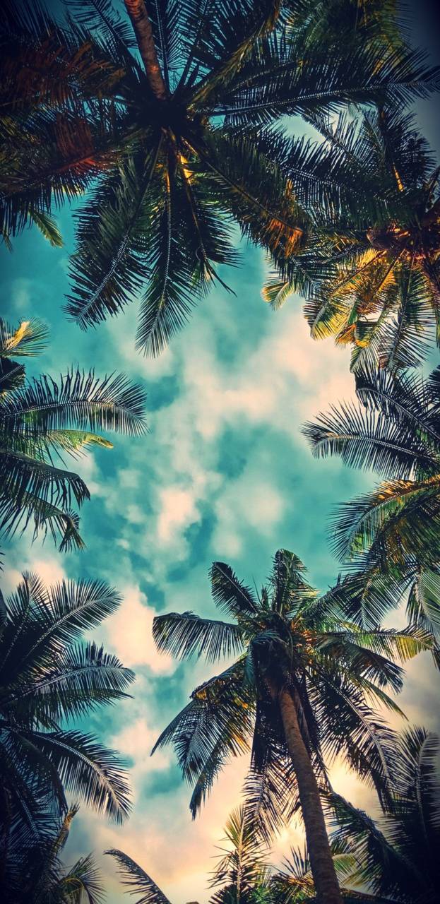 623x1280 Bel air Palms wallpaper