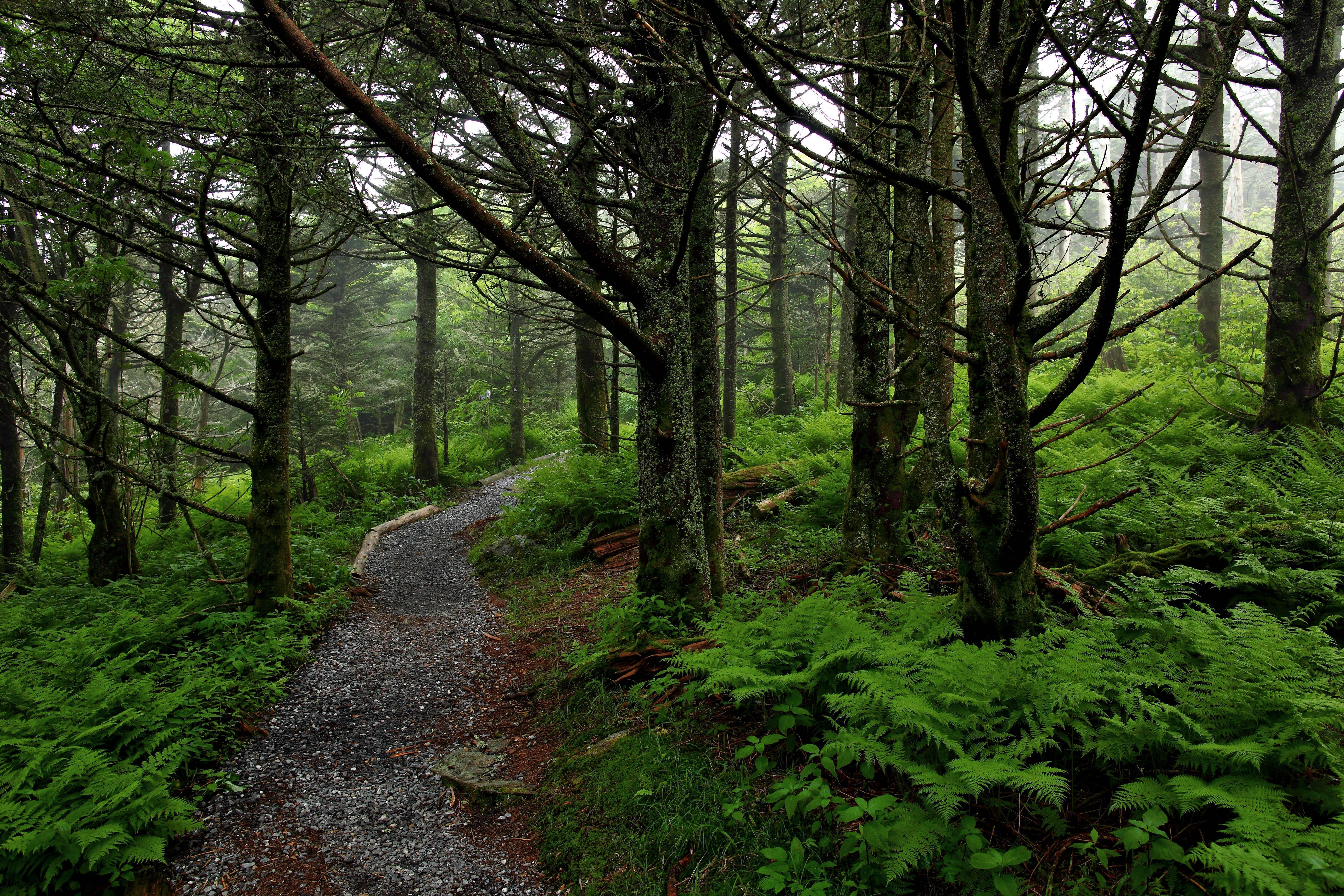 5616x3744 Trail Wallpaper
