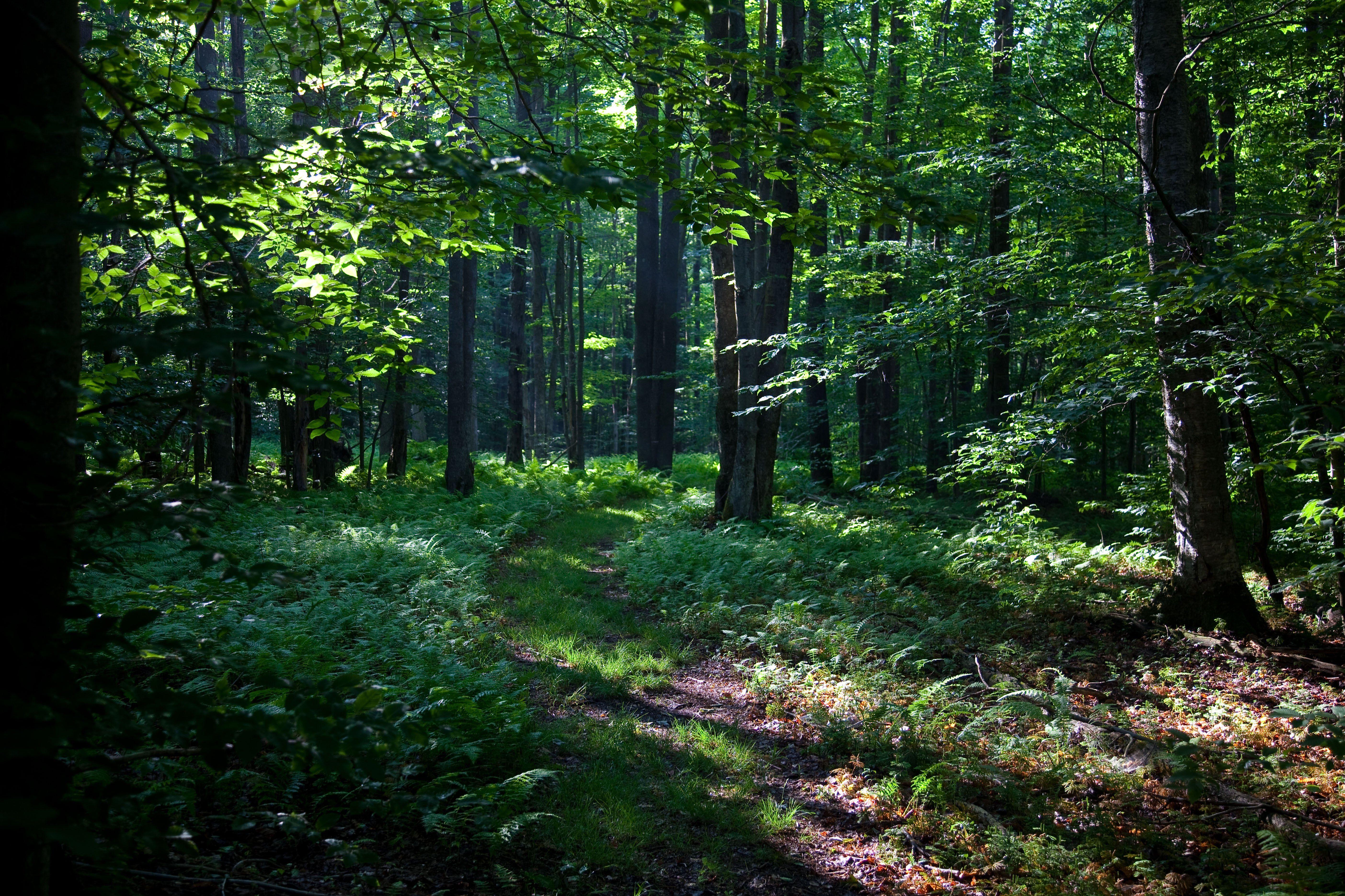 5616x3744 Hiking Trail Wallpaper