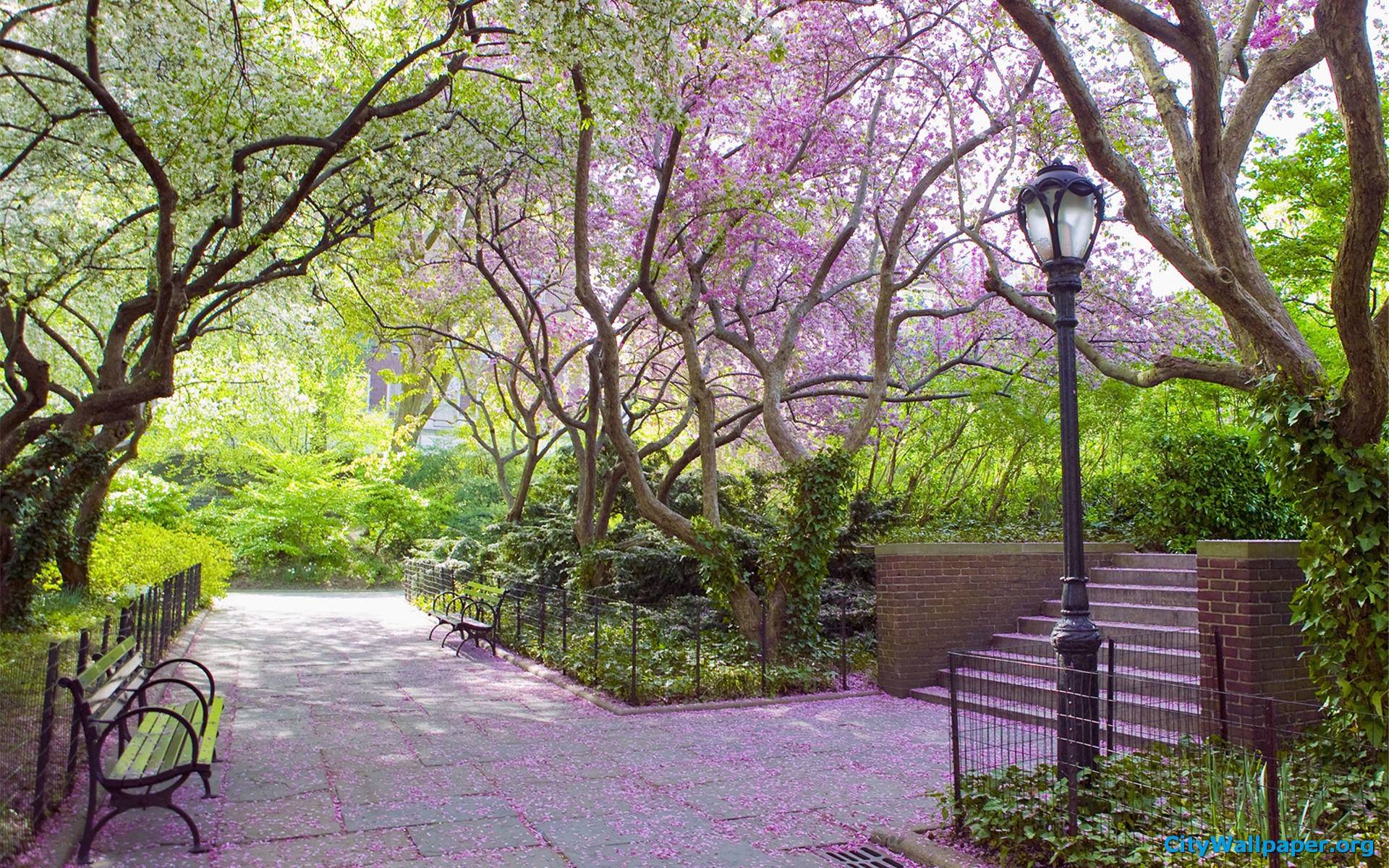 1920x1200 Central Park Wallpaper Data Src Img 286400 York Central Park Spring