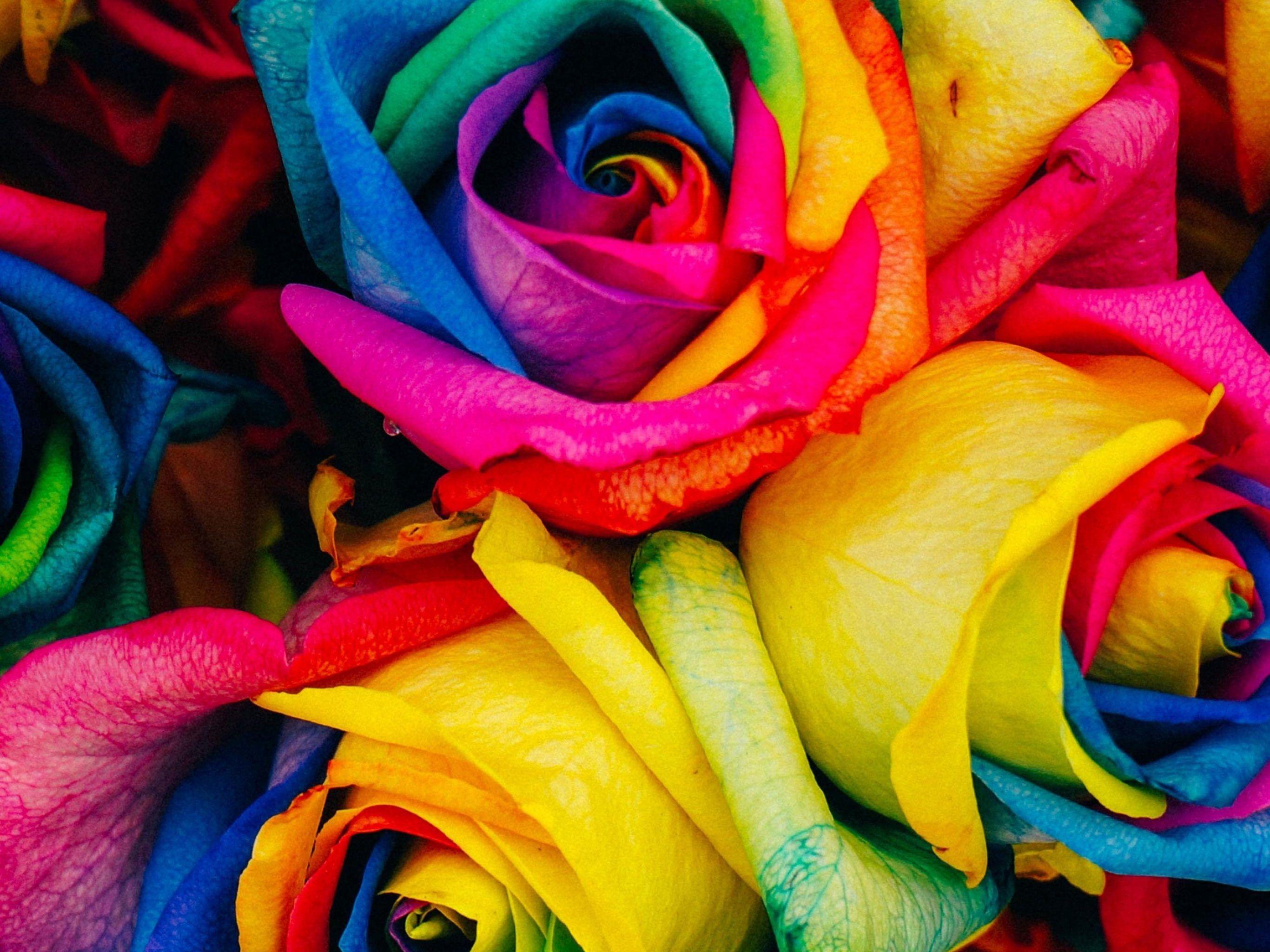 2732x2048 Roses Mutilcolors iPad Wallpaper iPad Wallpaper free download