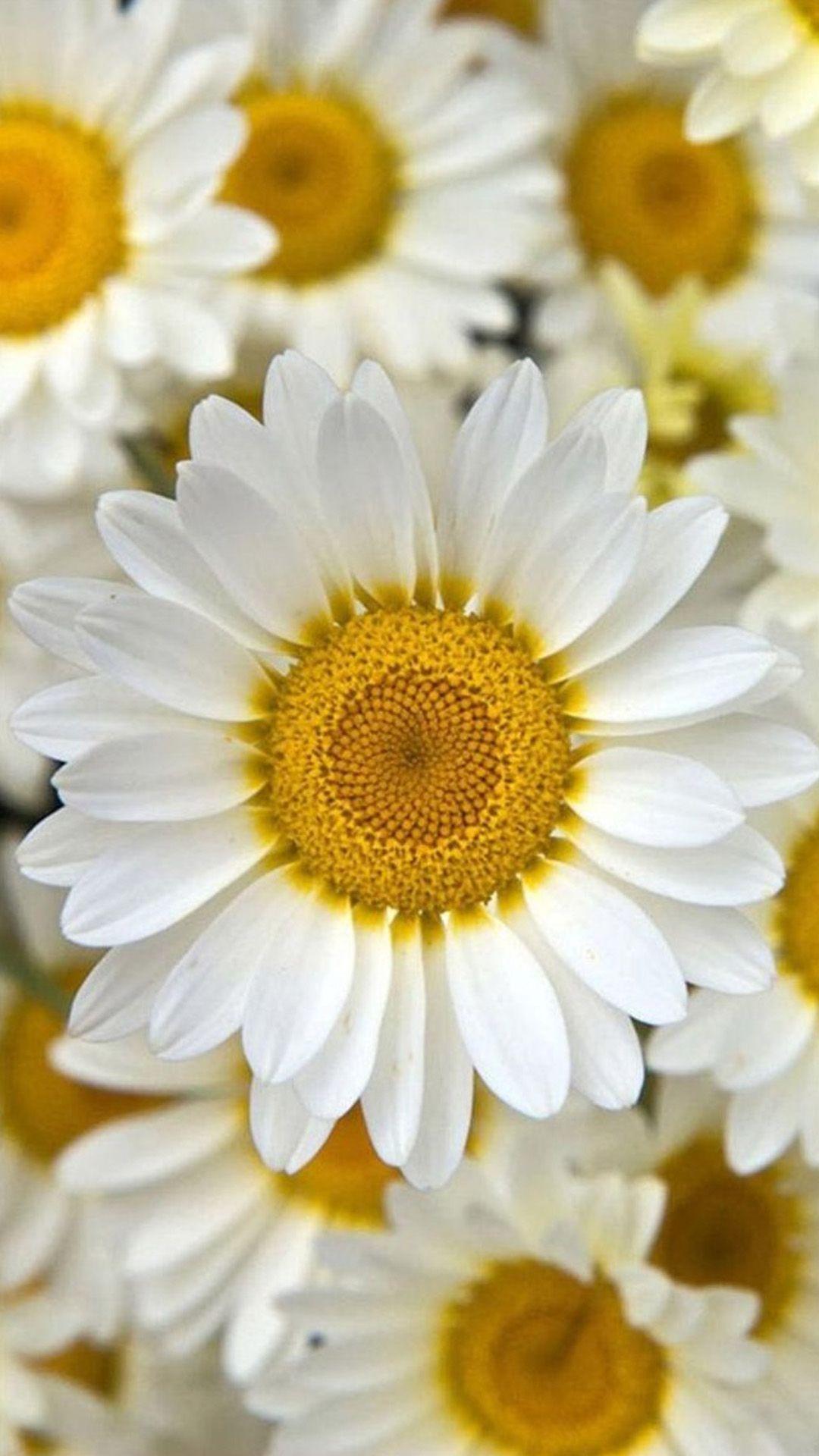 1080x1920 iPhone Yellow Flower Wallpaper