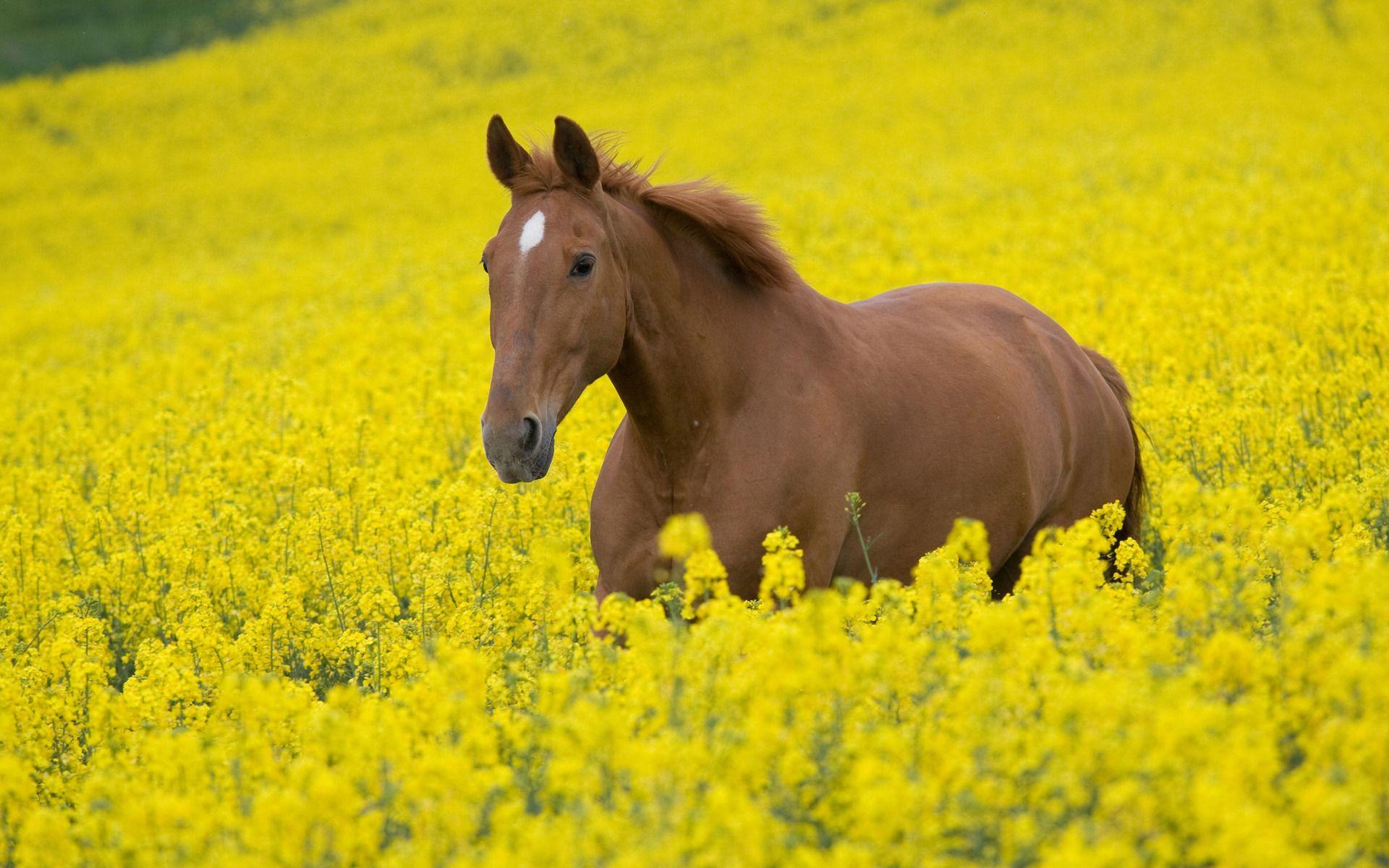 1920x1200 Very Nice Wallpaper Wallpaper In A Flower Field