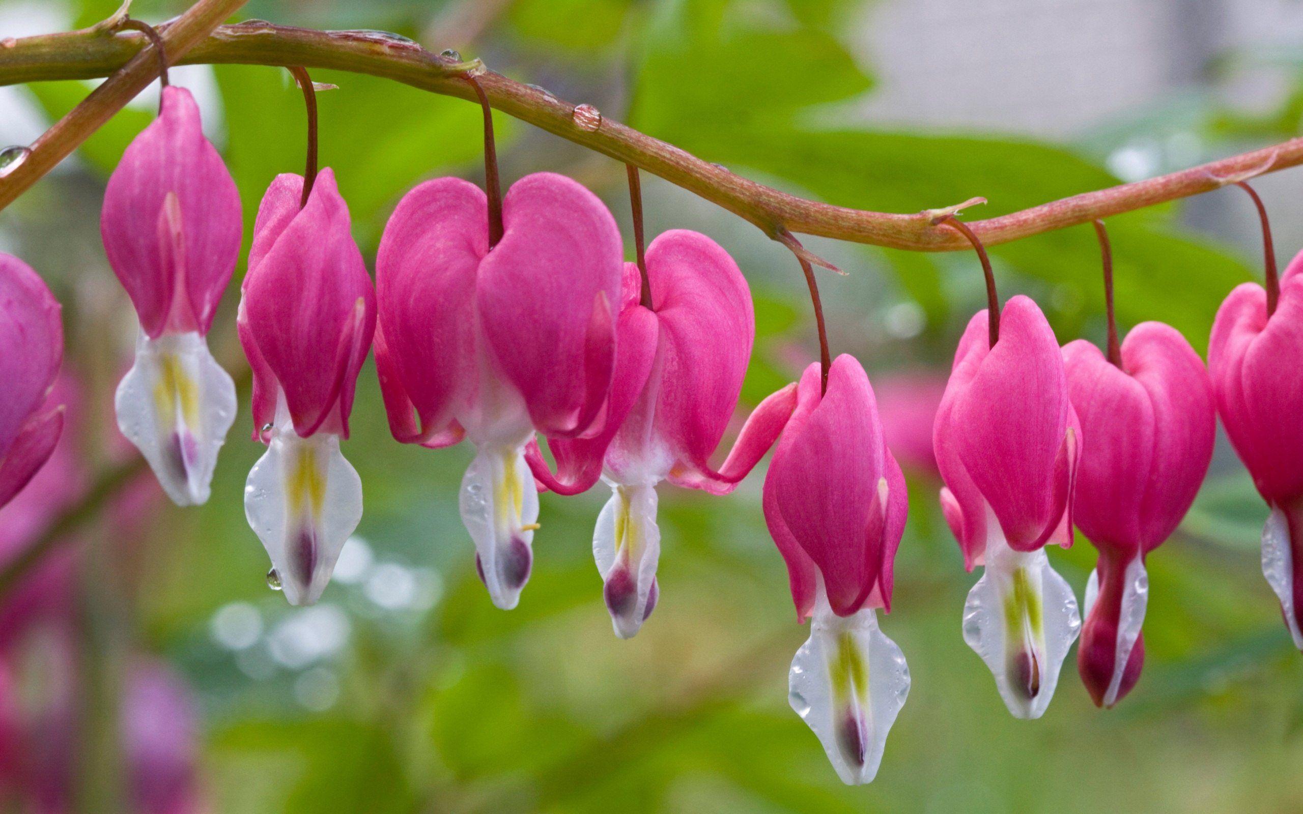 2560x1600 Mother's day beautiful flower nice pink Wallpaper Wallpaper 97327