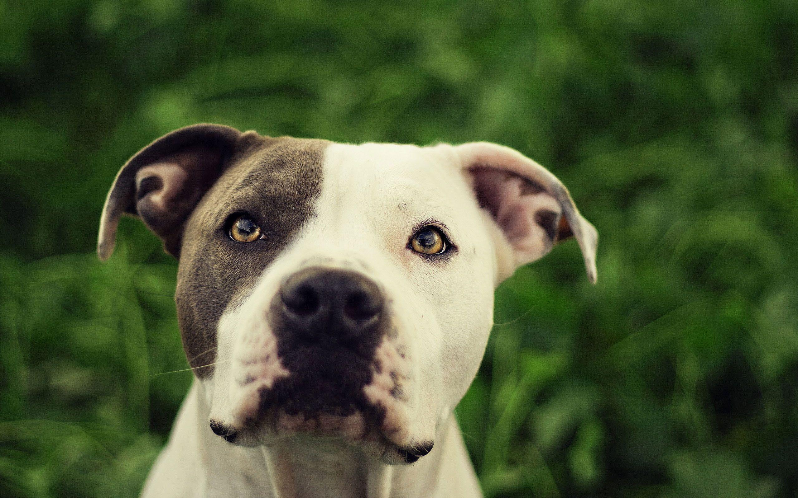 2560x1600 Pit Bull Dog Wallpaper .
