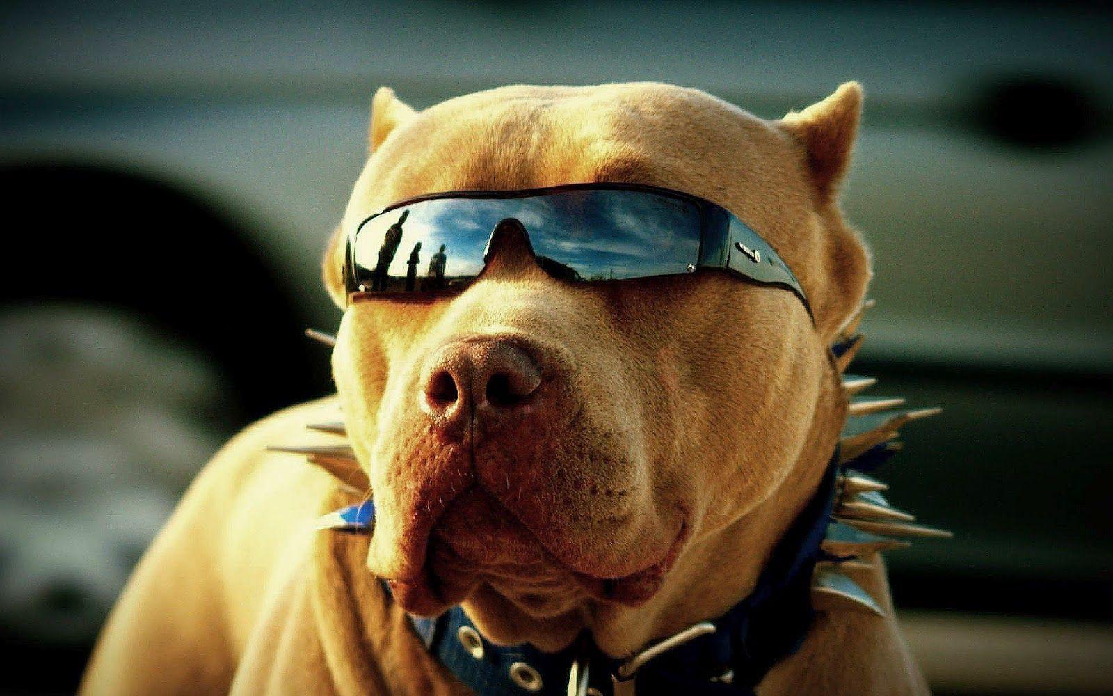 1600x1000 Pitbull Dog Wallpaper Best Dog HD Wallpaper