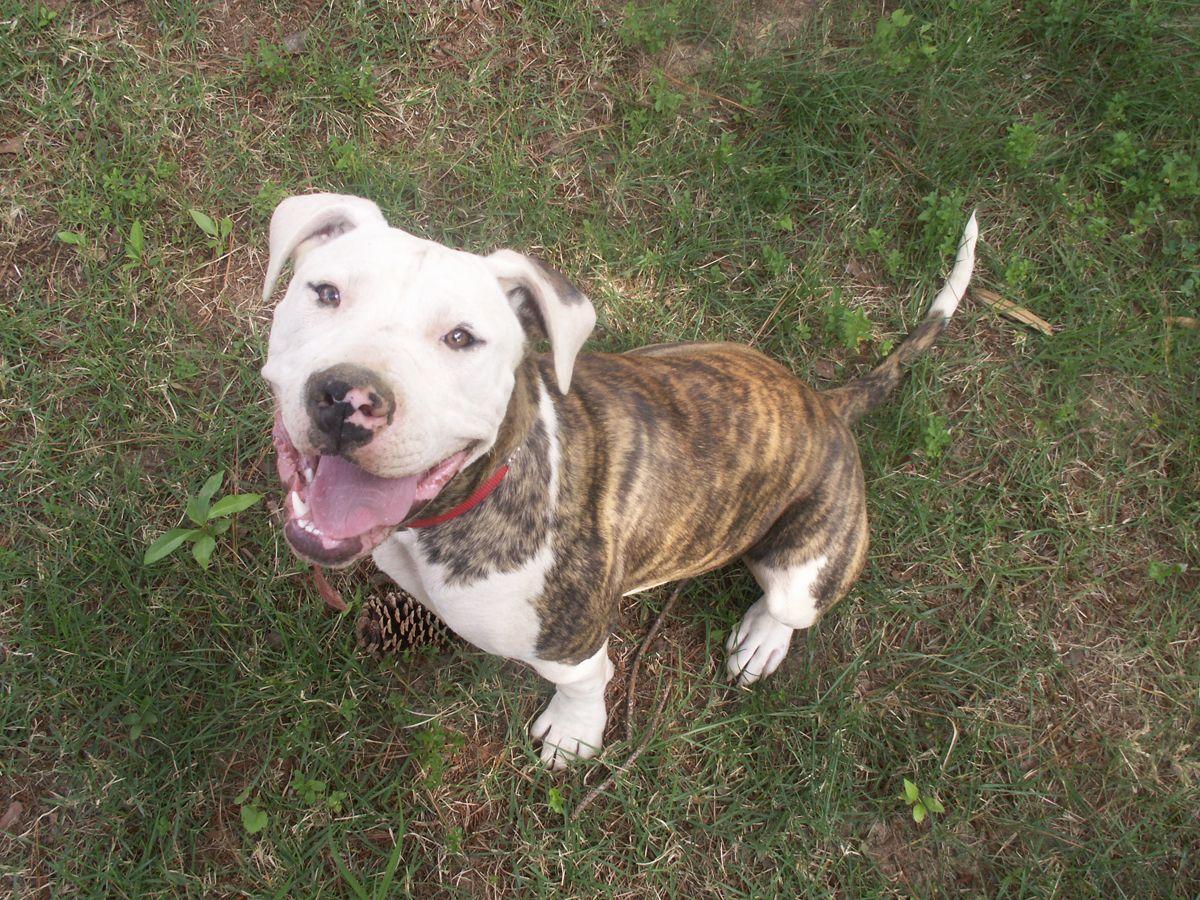 1200x900 Pitbull Dog Wallpaper HD
