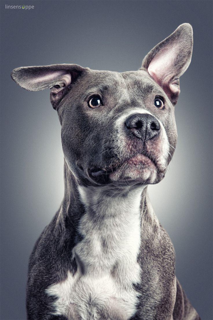 736x1106 Pitbull Dogs Wallpaper