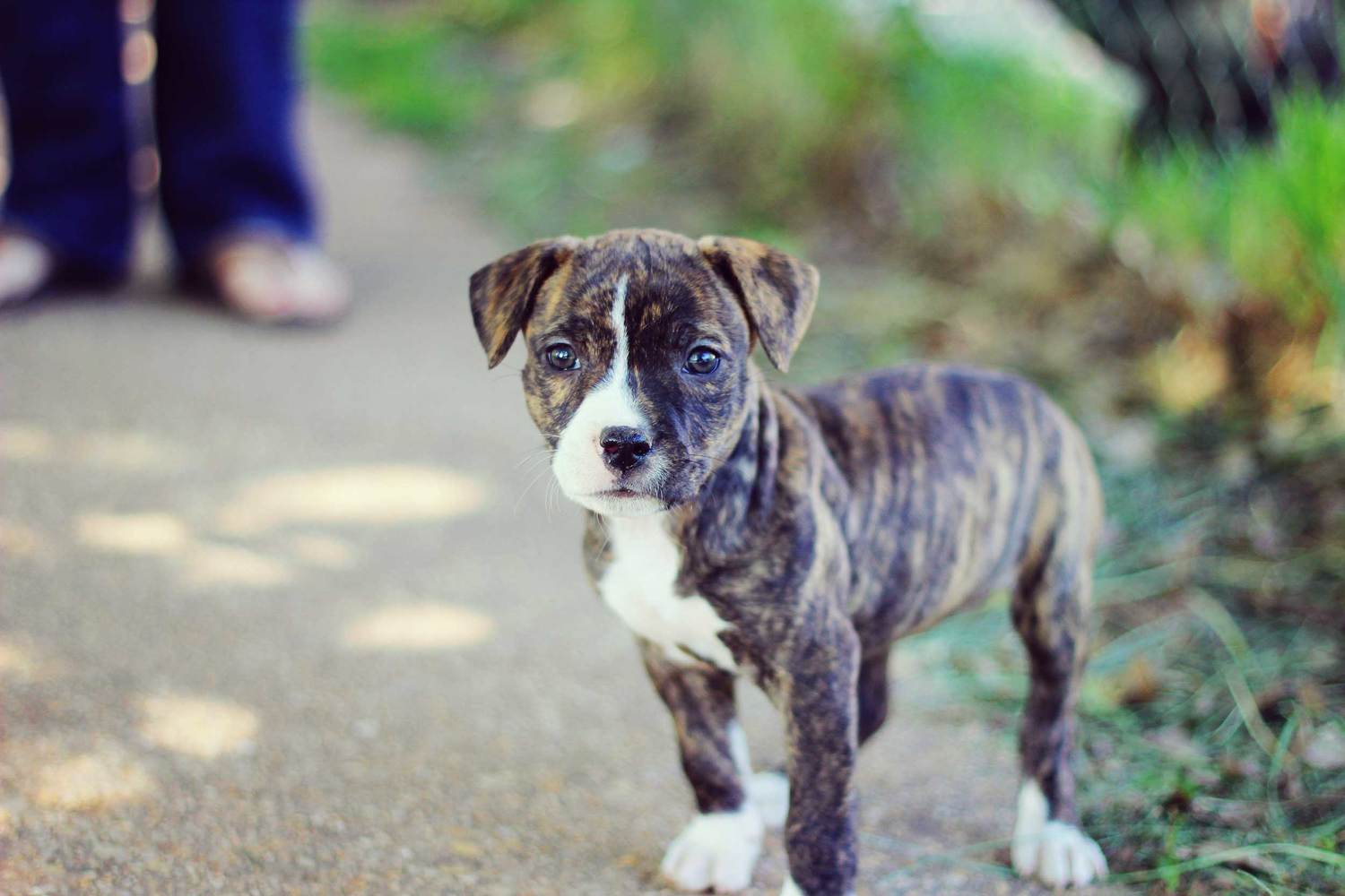 1500x1000 Pitbull Dog: Pitbull Dog Image HD Black