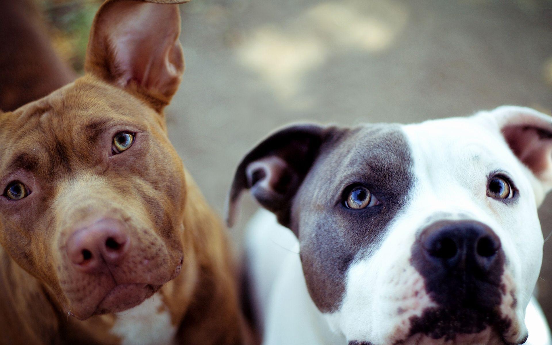 1920x1200 Pit Bull Wallpaper Luxury Pitbull Dog Wallpaper Of the Day of The Hudson