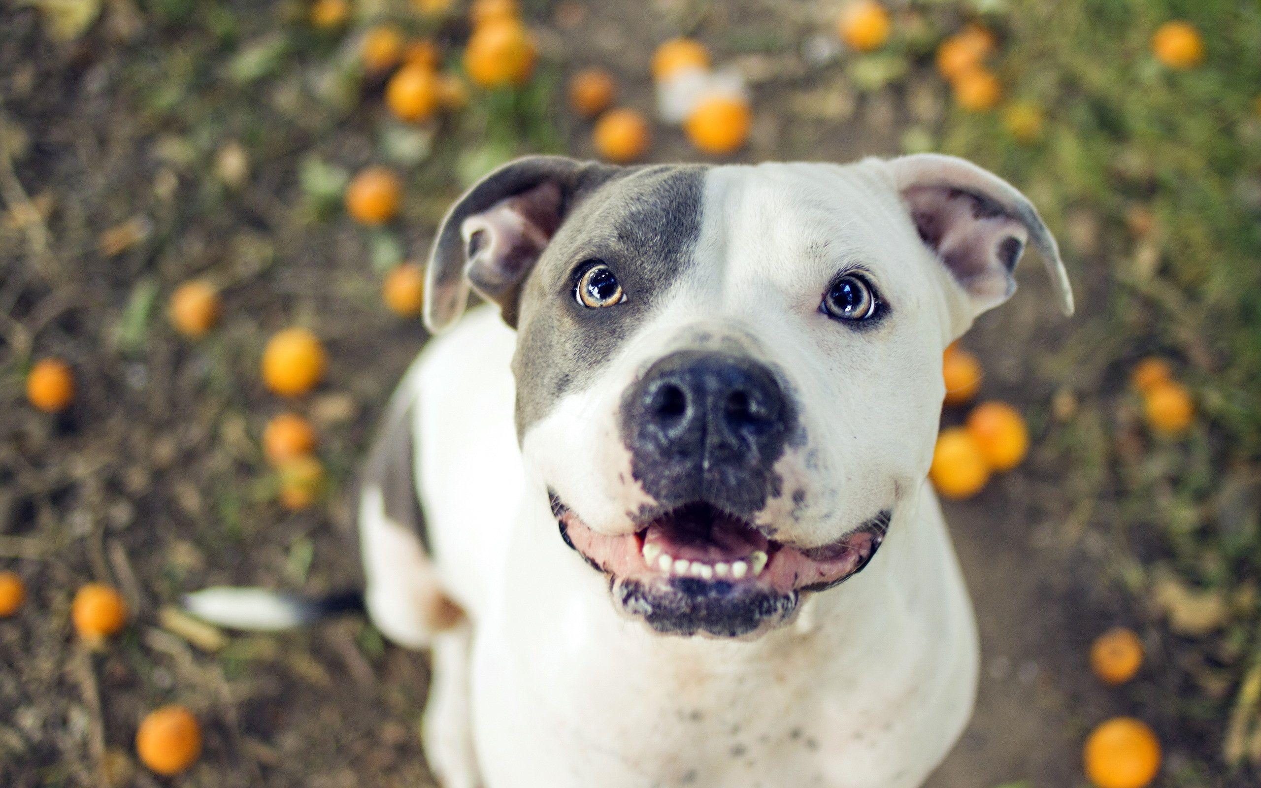 2560x1600 Pitbull Dog Wallpaper background picture